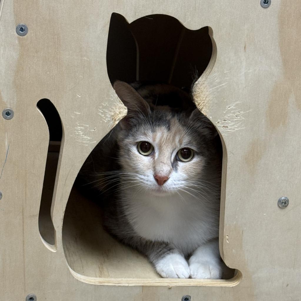 Enlarge Ruth, a Adoptable mixed breed in Brenham, TX image 5/6