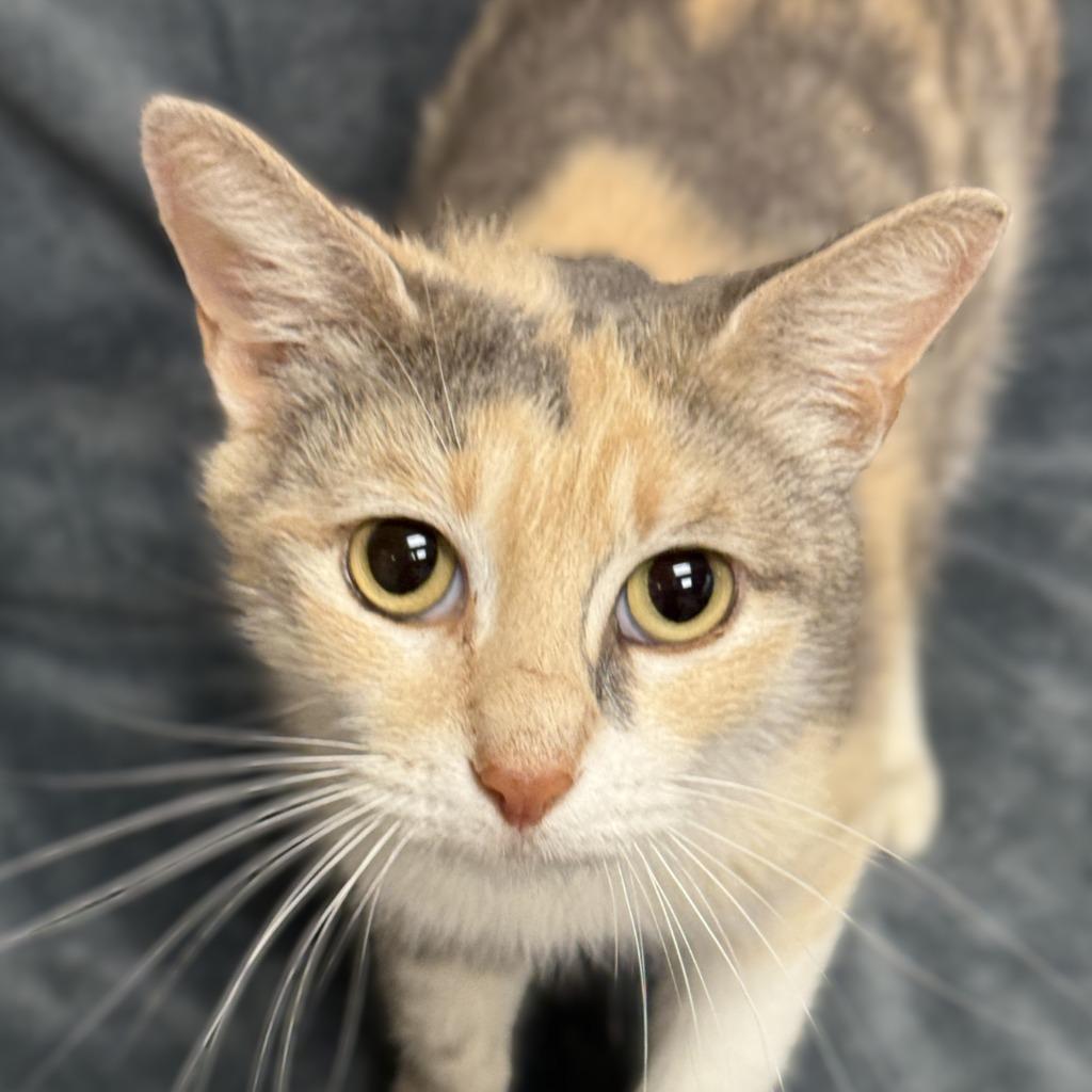 Ruth, Adoptable, Young Female Domestic Short Hair.