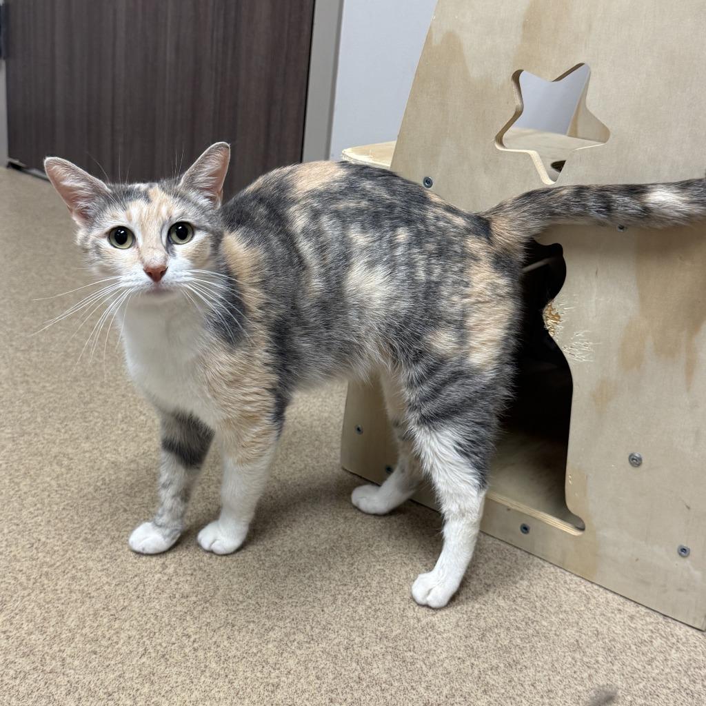 Enlarge Ruth, a Adoptable mixed breed in Brenham, TX image 6/6