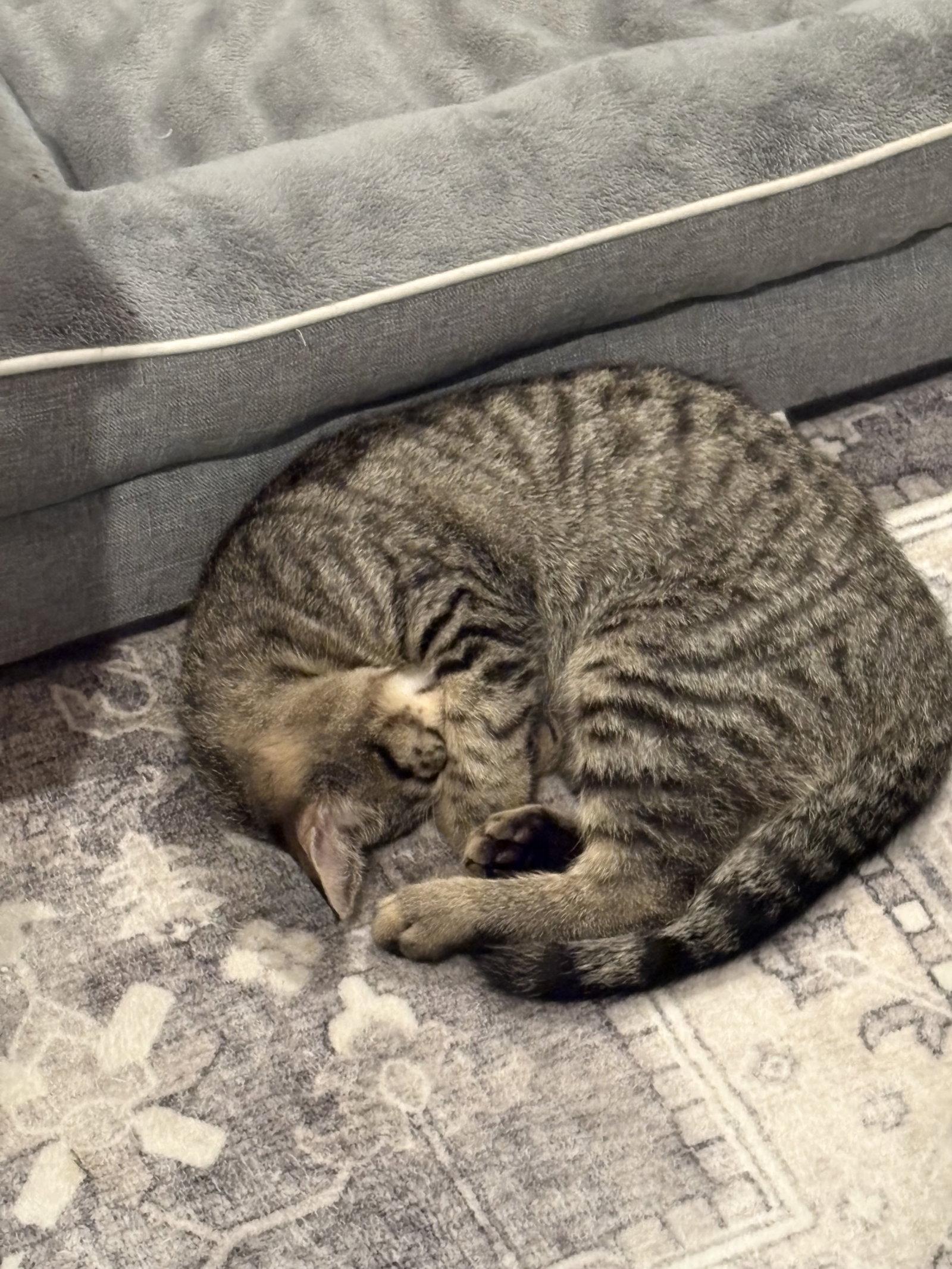 Cooper, Adoptable, Kitten Male Domestic Short Hair.