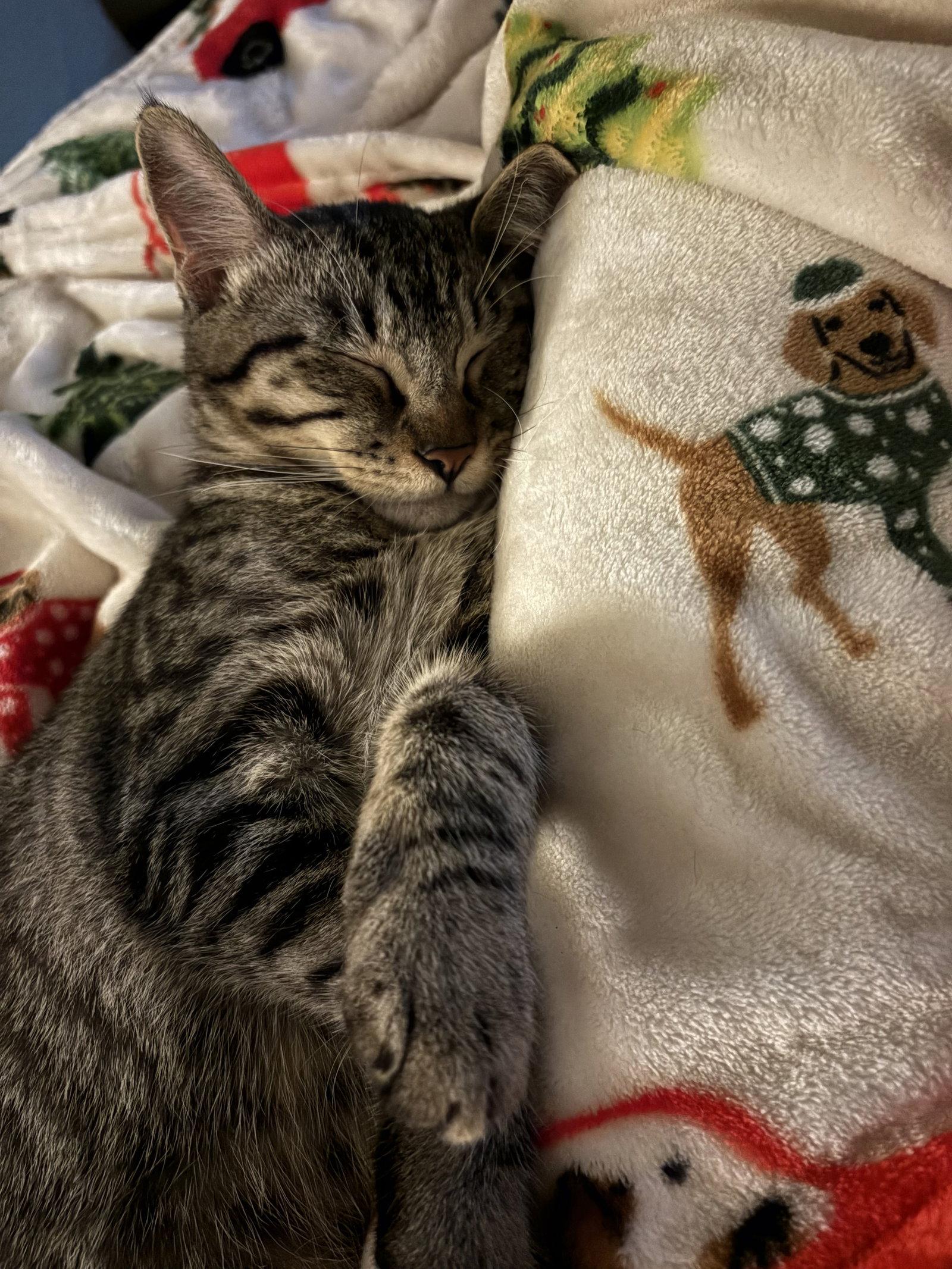 Cooper, a Adoptable Domestic Short Hair in Shreveport, LA image 2/3