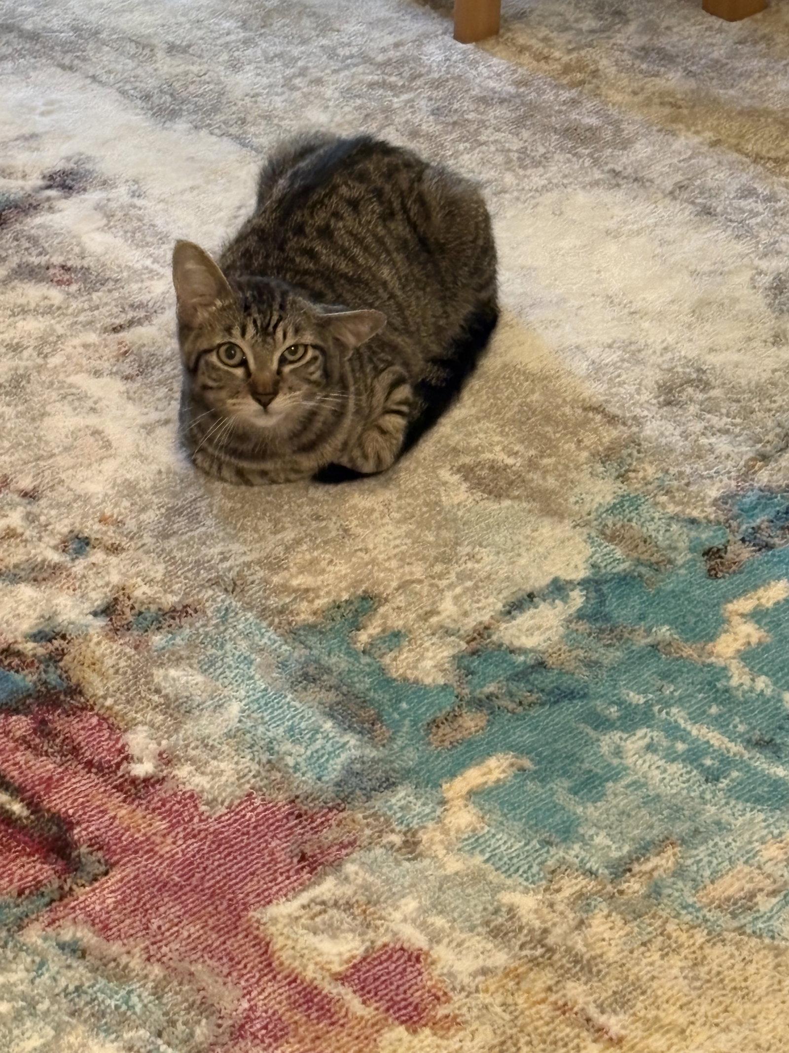 Cooper, a Adoptable Domestic Short Hair in Shreveport, LA image 3/3