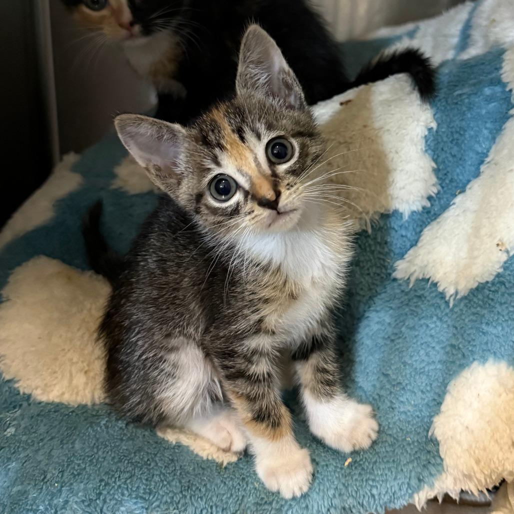 Enlarge Mimosa, a ADOPTABLE Domestic Short Hair in Parkland, FL image 1/4