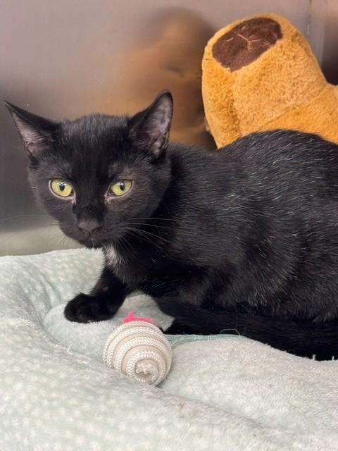 MILKSHAKE, Adoptable, Kitten Female Domestic Short Hair.