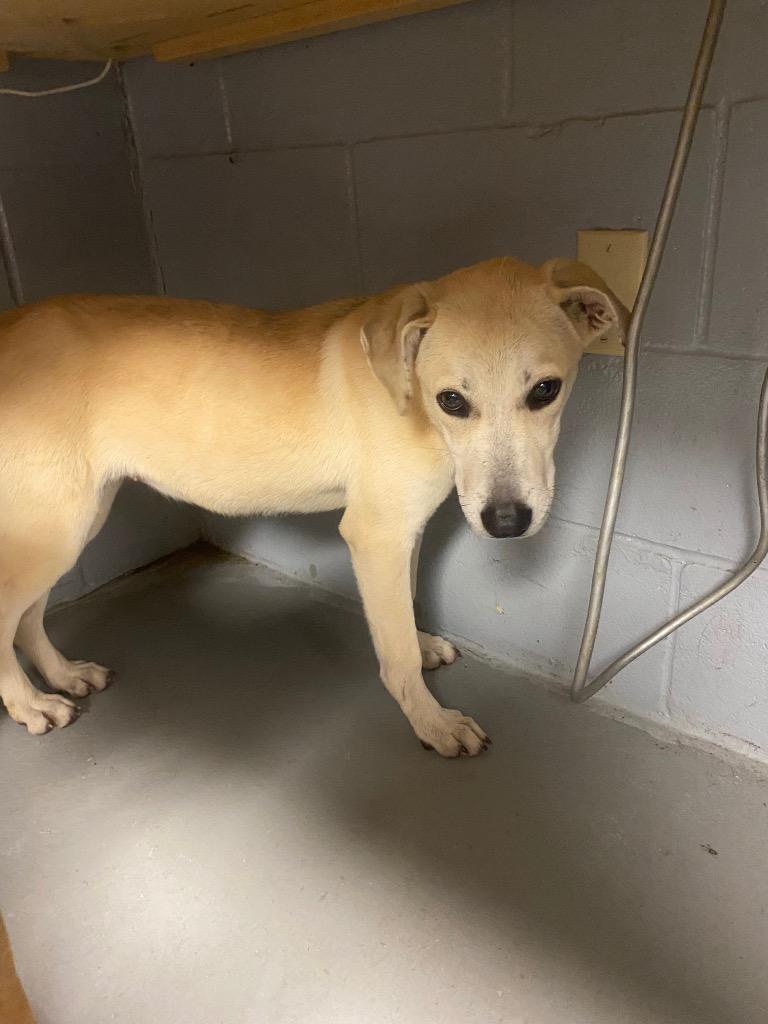 Mary, Adoptable, Young Female Pit Bull Terrier.