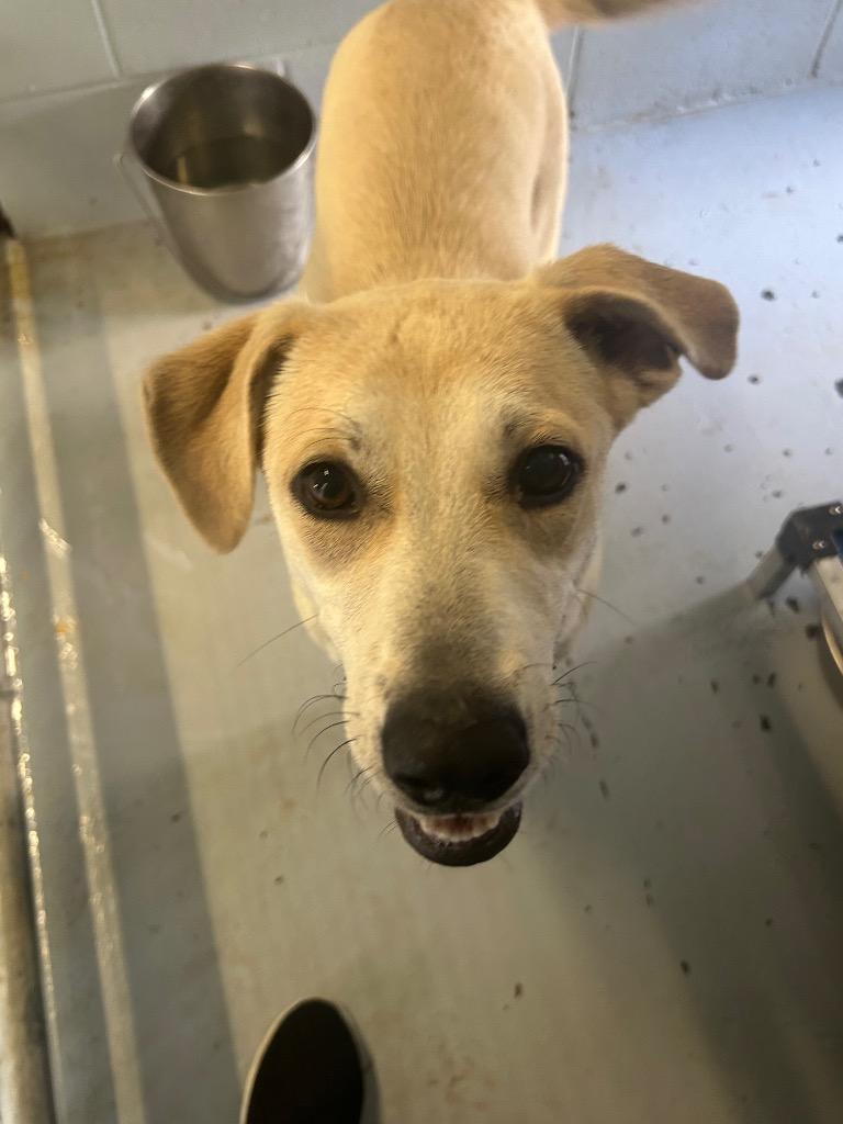 Enlarge Mary, a Adoptable Pit Bull Terrier in Greenwood, MS image 2/3