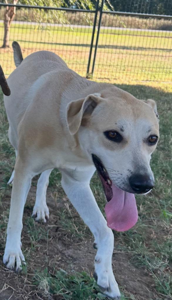 Enlarge Mary, a Adoptable Pit Bull Terrier in Greenwood, MS image 3/3