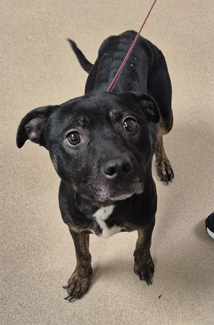 BABY PINK, Adoptable, Young Female Pit Bull Terrier & Mixed Breed.