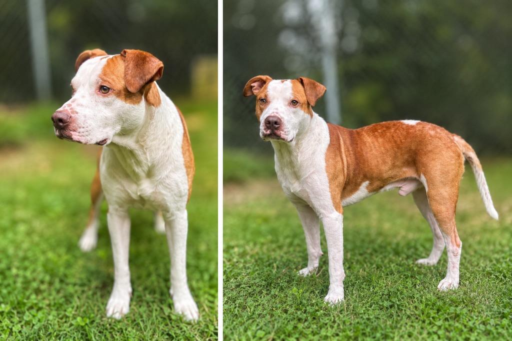 Enlarge Willie, a Adoptable Pit Bull Terrier in Russellville, KY image 1/1