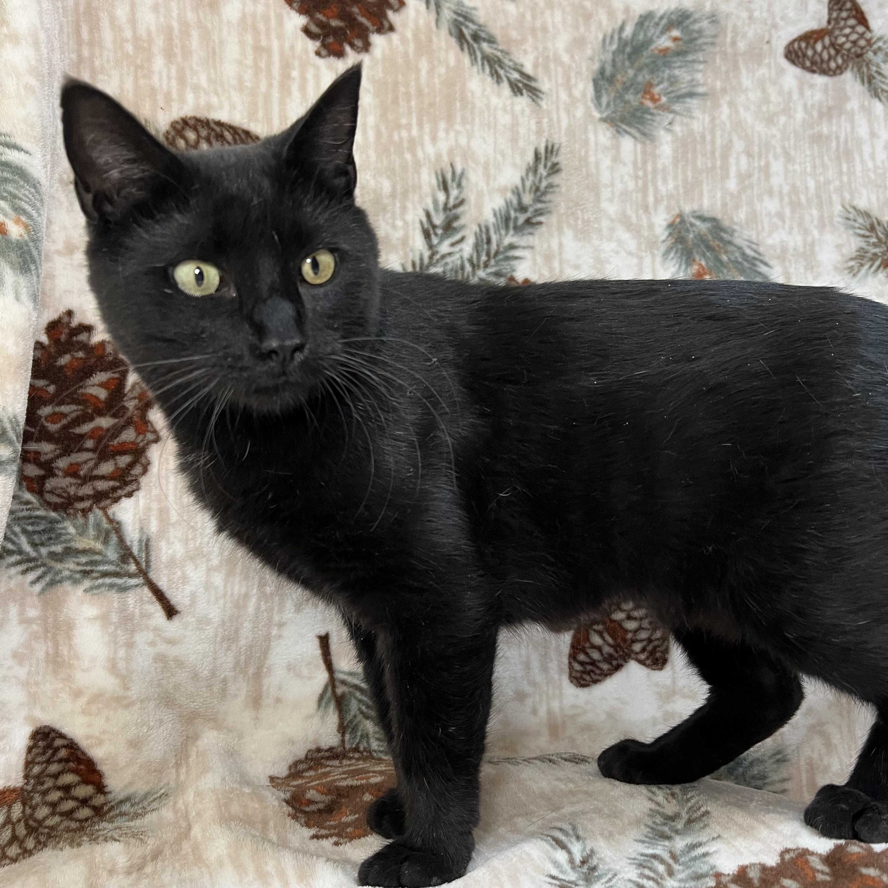 Enlarge Celeste, a ADOPTABLE Domestic Short Hair in Fairmont, MN image 5/6