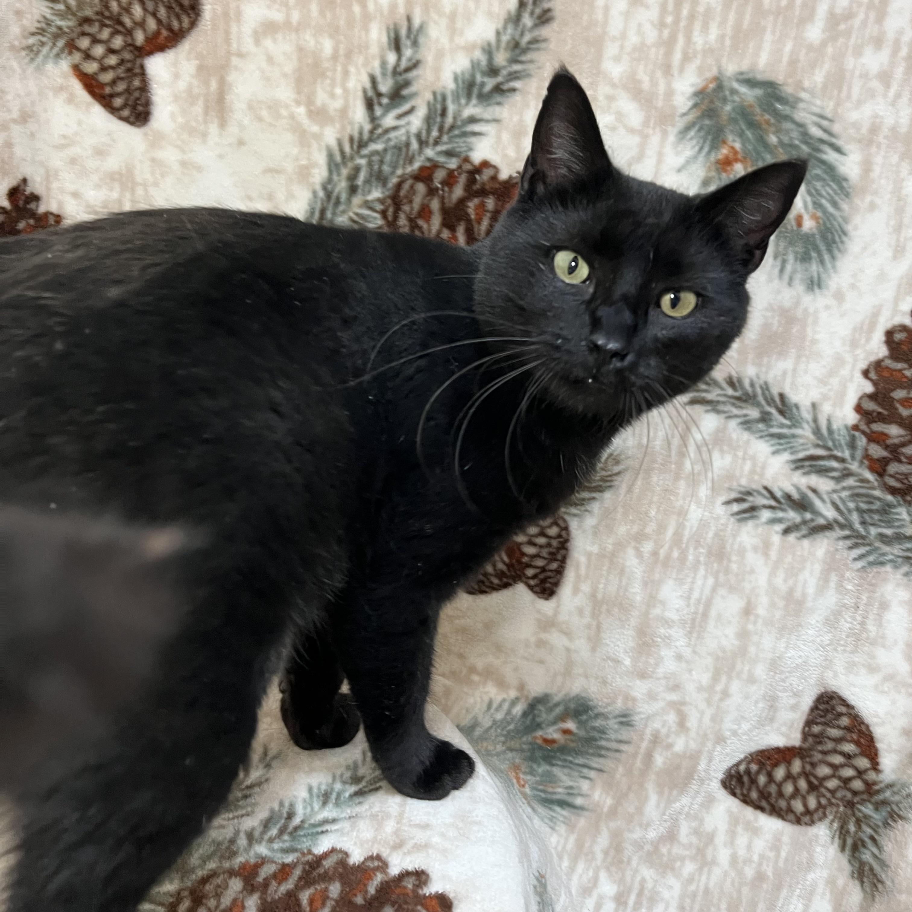 Enlarge Celeste, a ADOPTABLE Domestic Short Hair in Fairmont, MN image 3/6