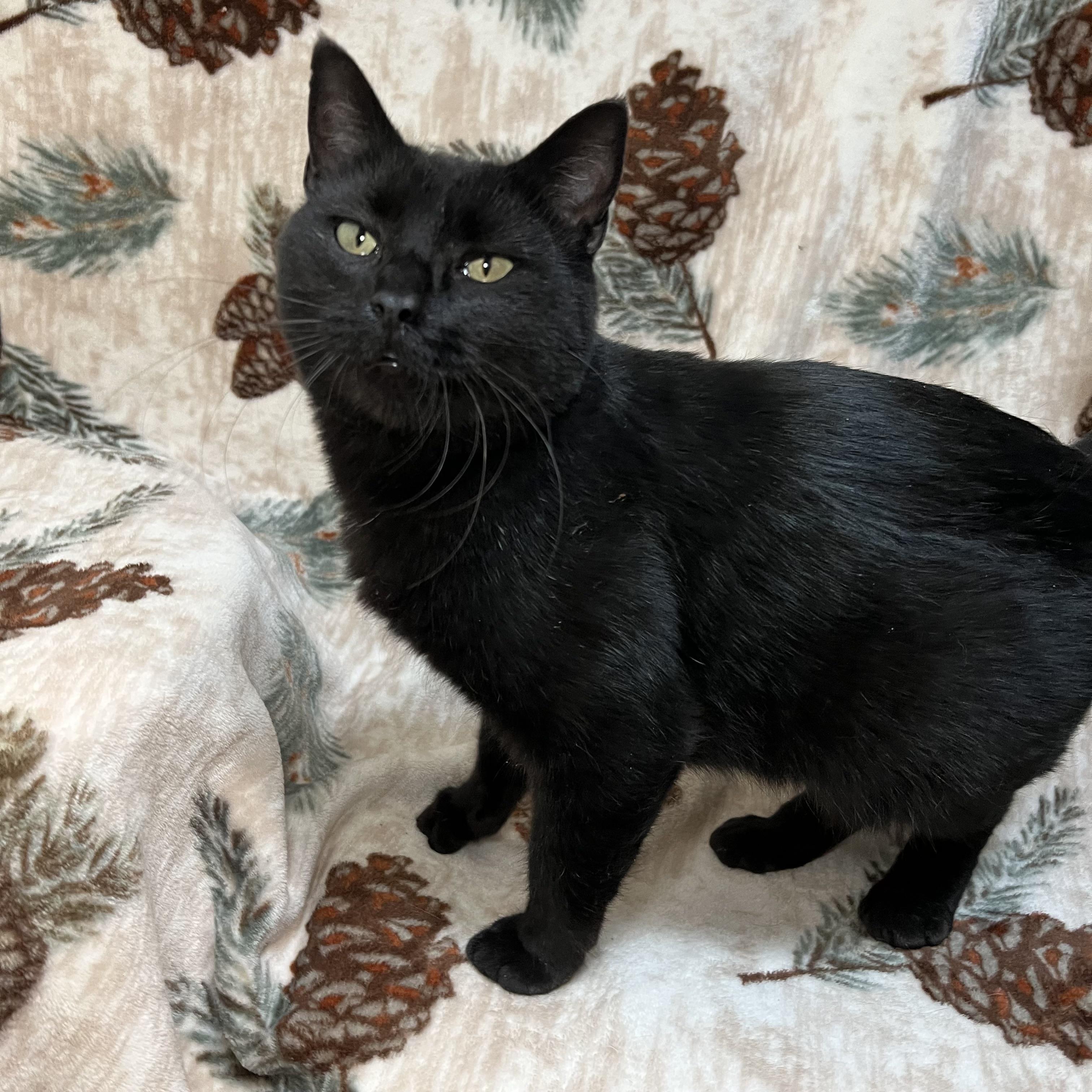 Enlarge Celeste, a ADOPTABLE Domestic Short Hair in Fairmont, MN image 6/6