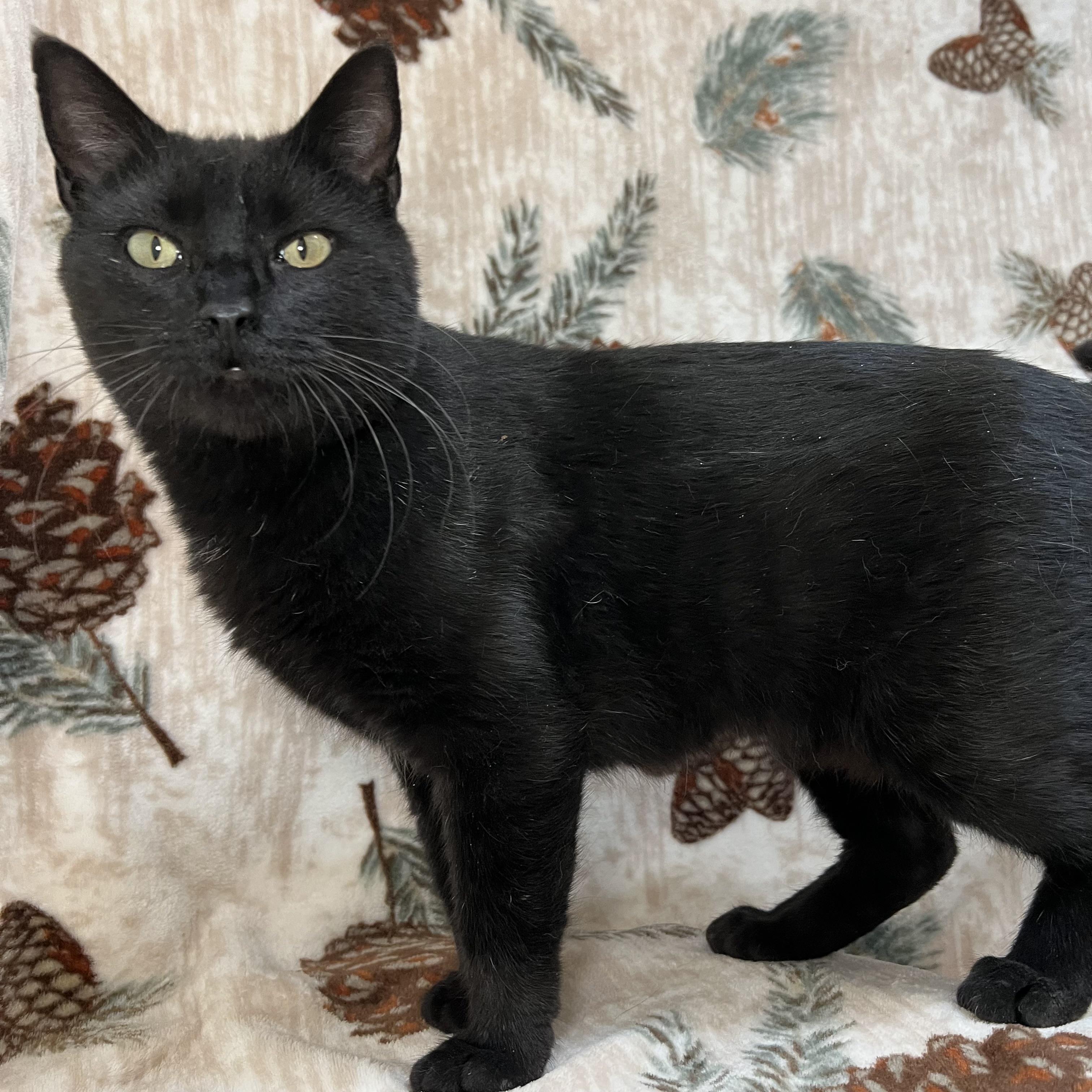 Enlarge Celeste, a ADOPTABLE Domestic Short Hair in Fairmont, MN image 2/6