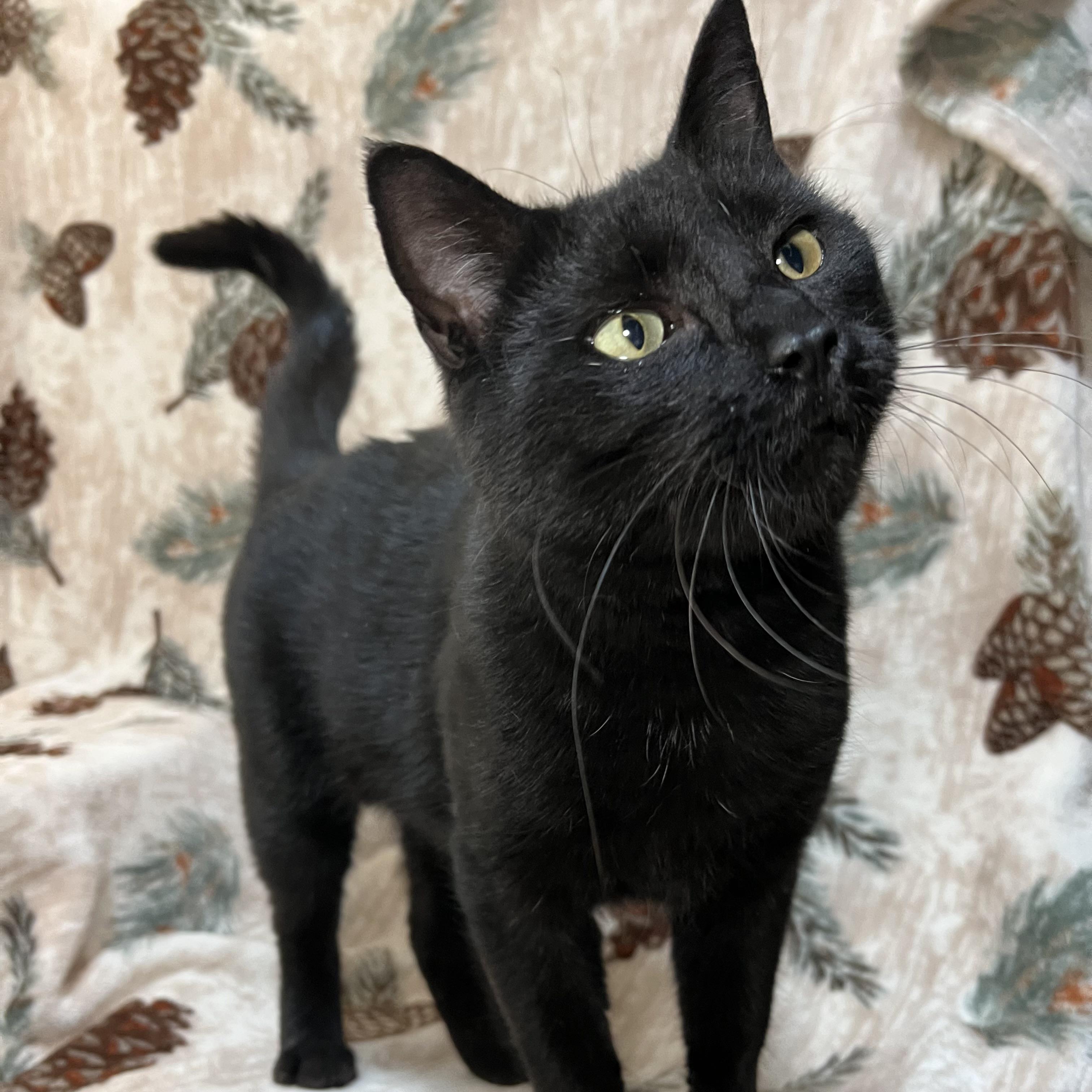 Enlarge Celeste, a ADOPTABLE Domestic Short Hair in Fairmont, MN image 1/6