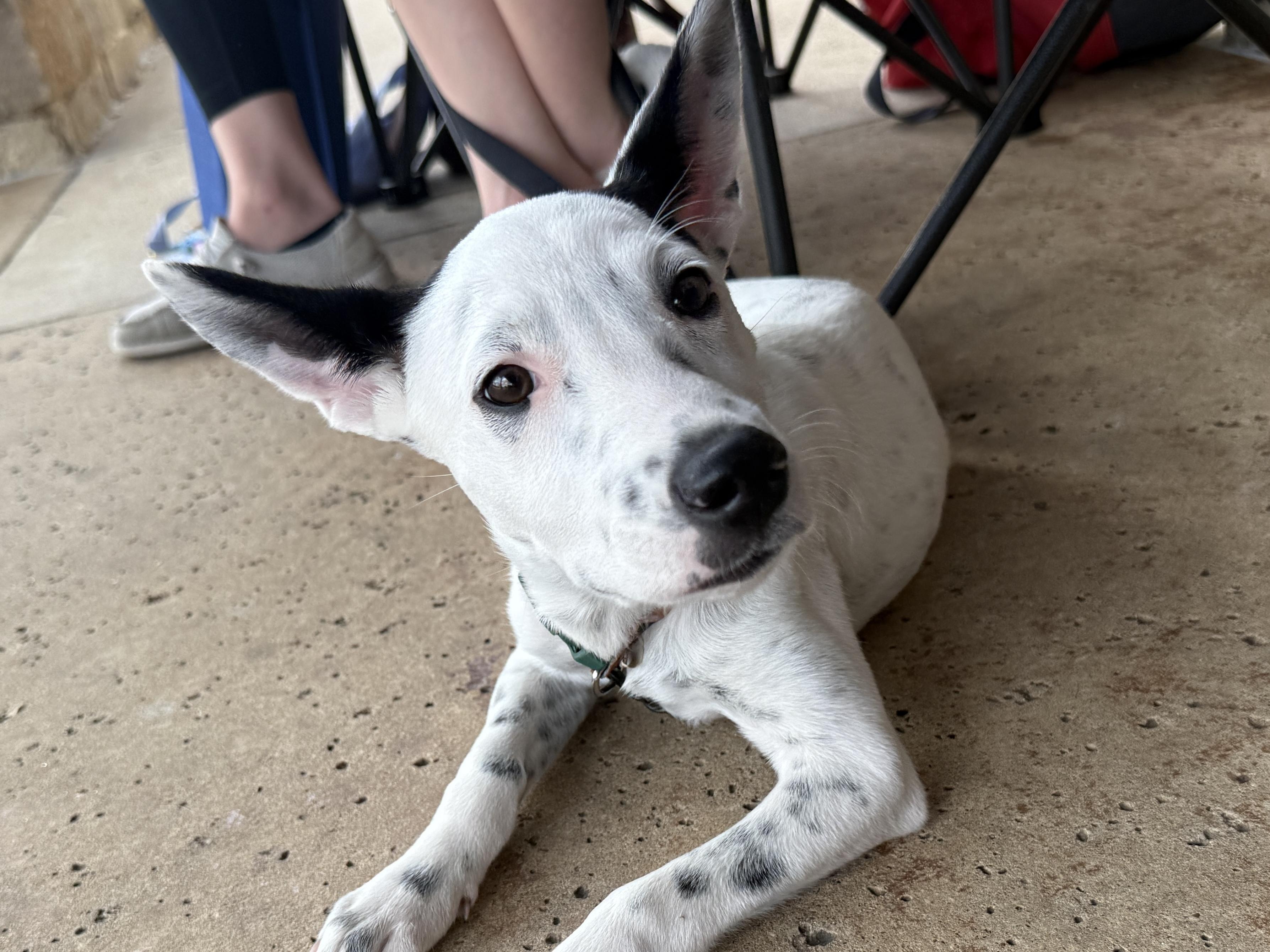 Liberty, a Adoptable Cattle Dog in Temple, TX image 1/6