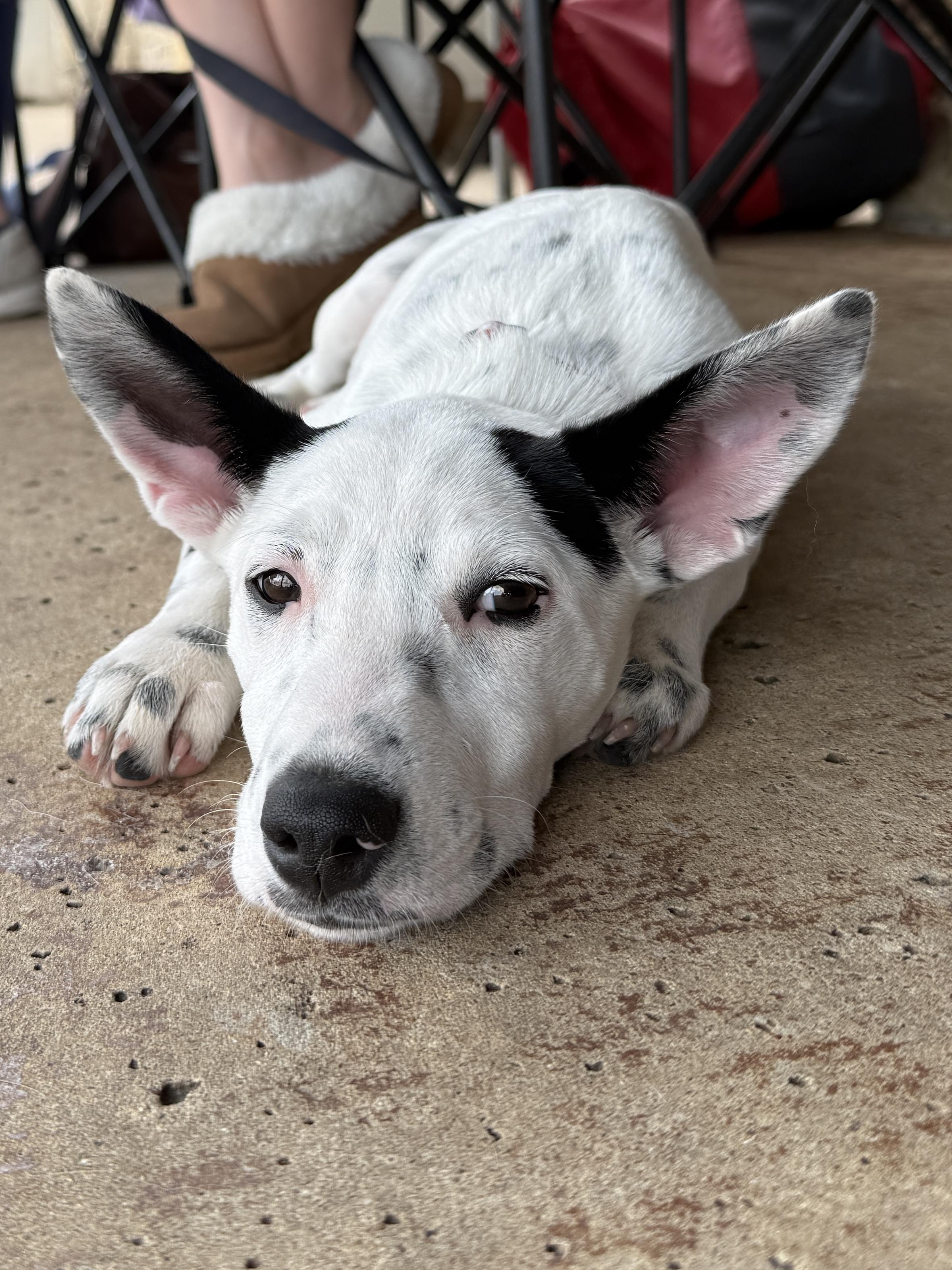 Liberty, a Adoptable Cattle Dog in Temple, TX image 6/6