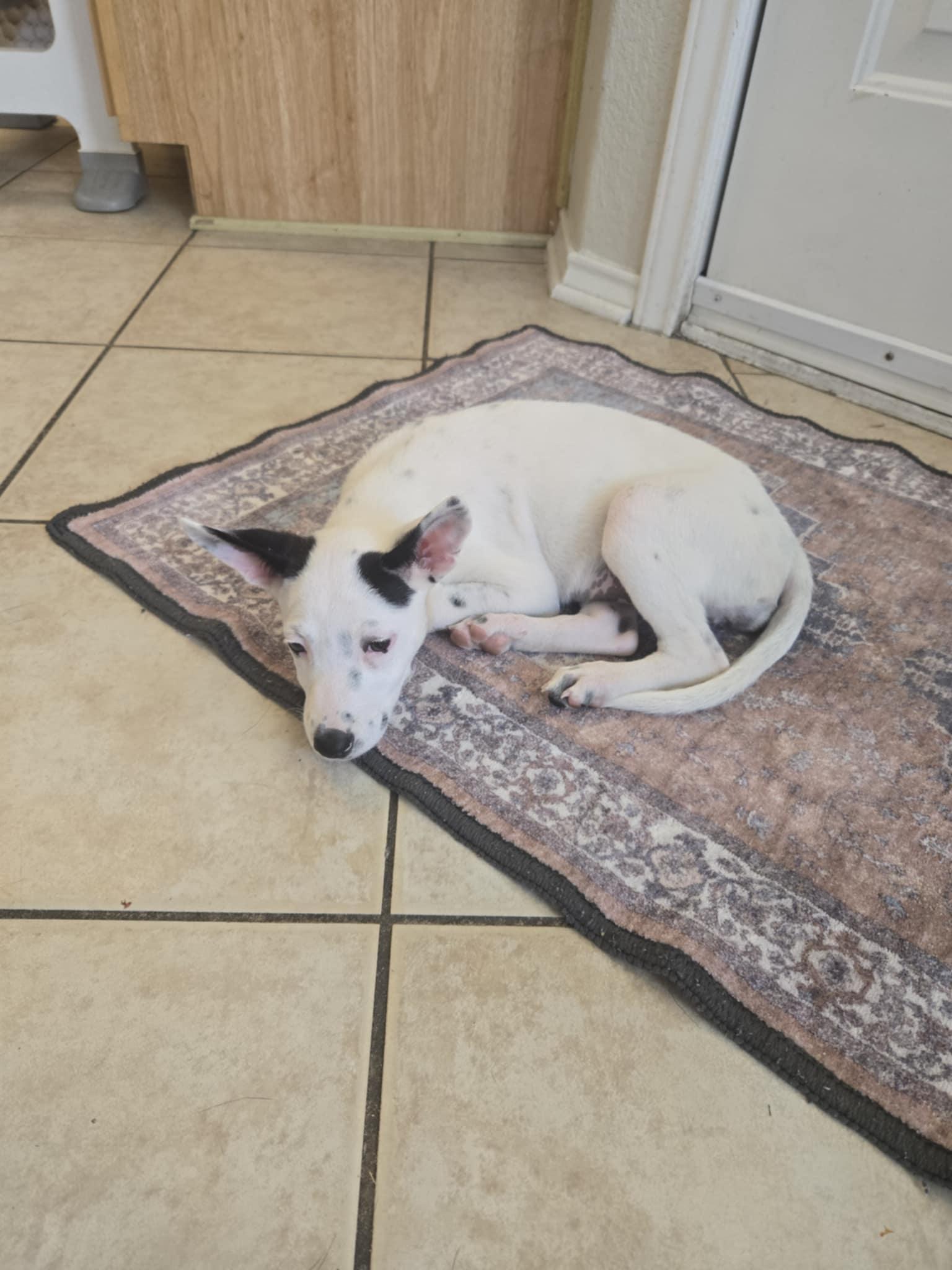 Liberty, a Adoptable Cattle Dog in Temple, TX image 3/6