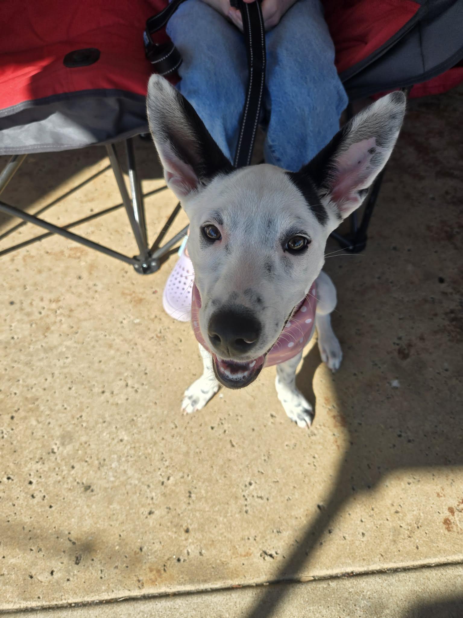 Enlarge Liberty, an adoption pending Cattle Dog in Temple, TX image 3/6