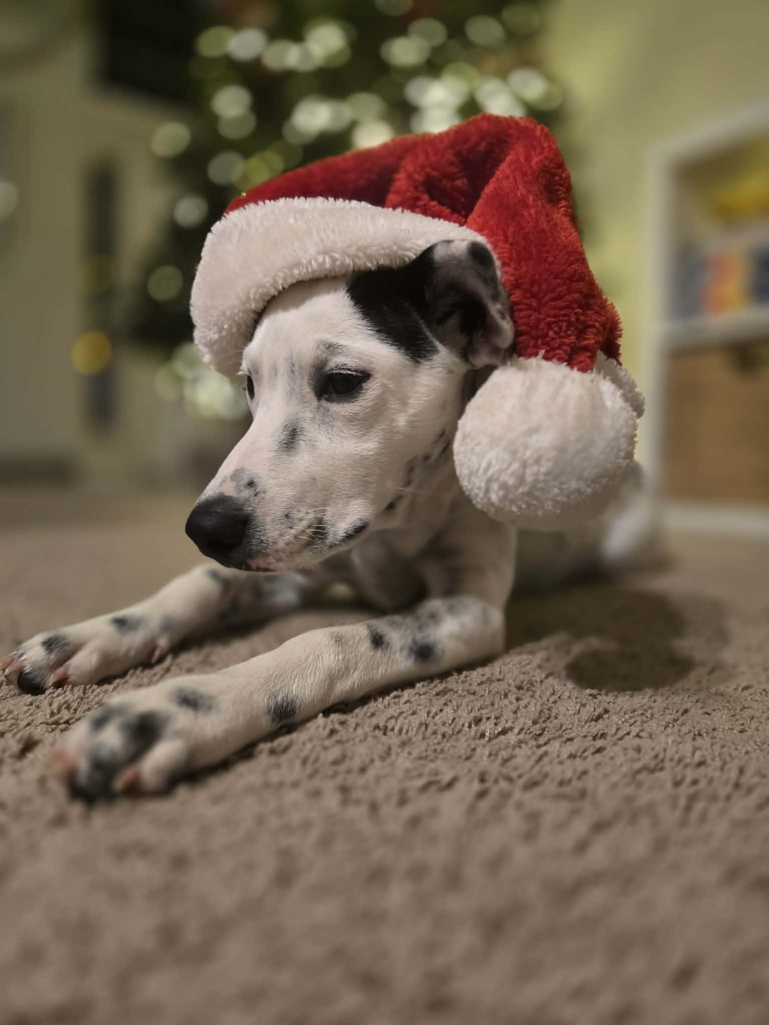 Enlarge Liberty, an adoption pending Cattle Dog in Temple, TX image 4/6