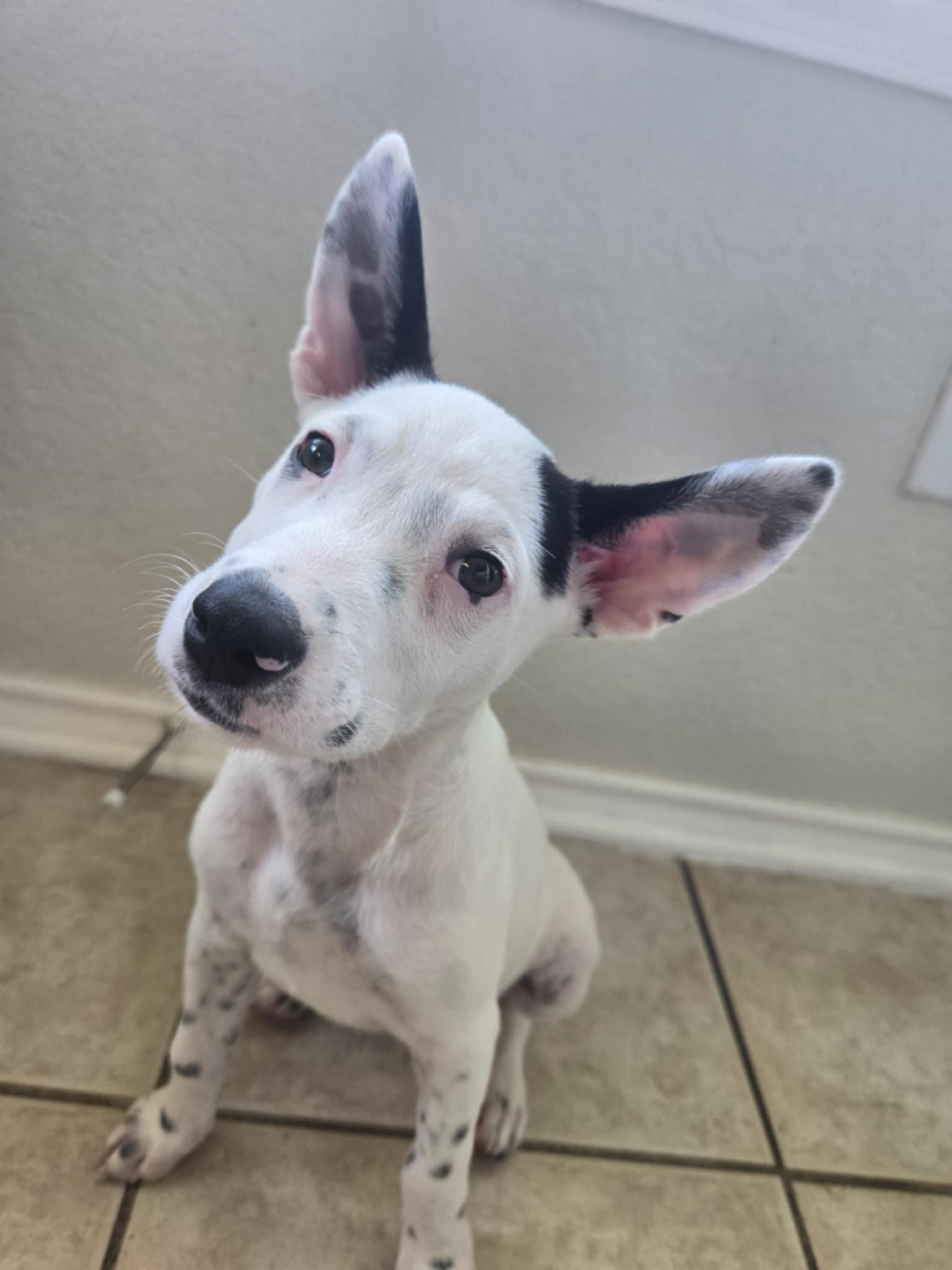 Liberty, a Adoptable Cattle Dog in Temple, TX image 2/6
