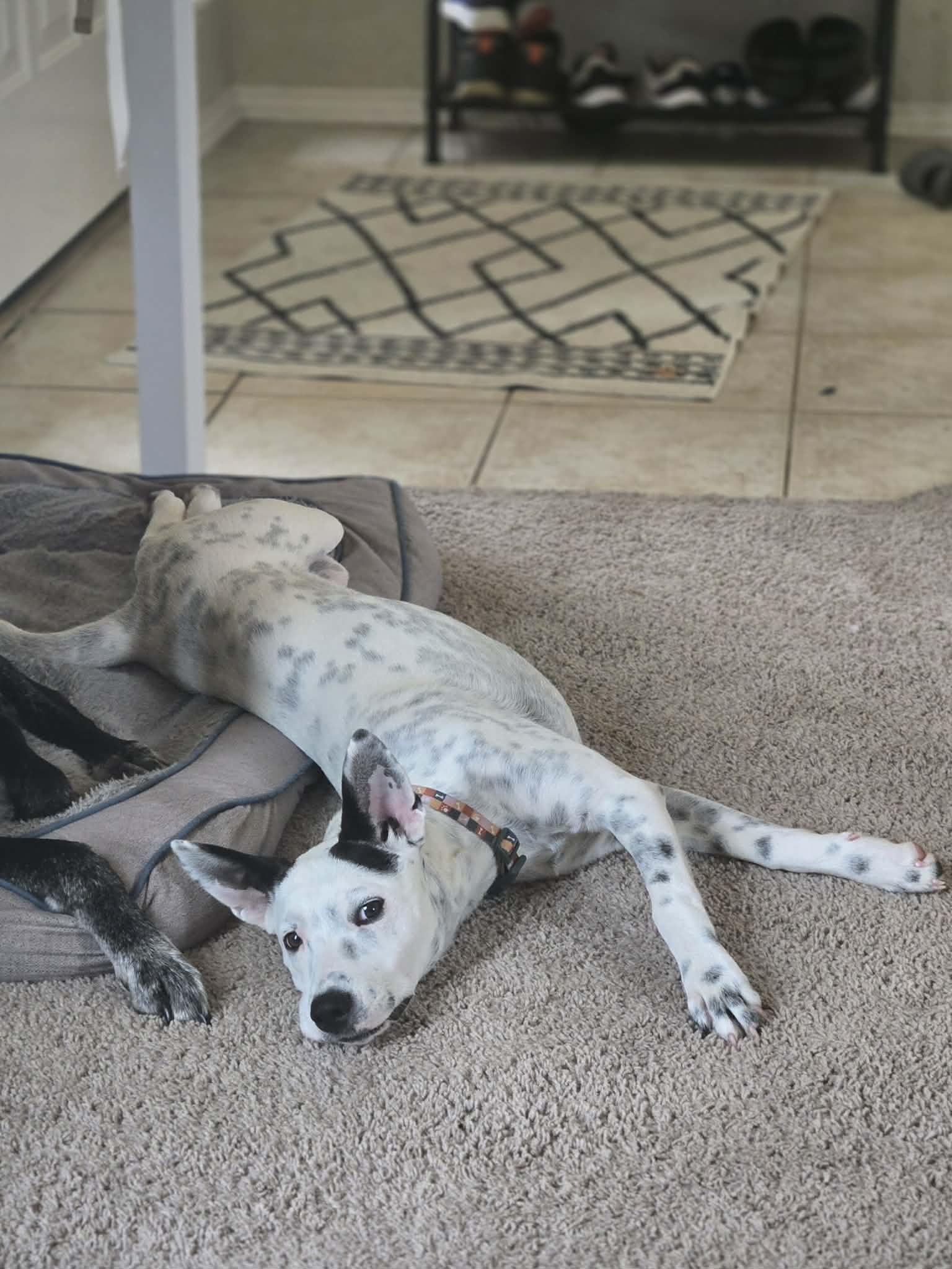 Enlarge Liberty, an adoption pending Cattle Dog in Temple, TX image 5/6
