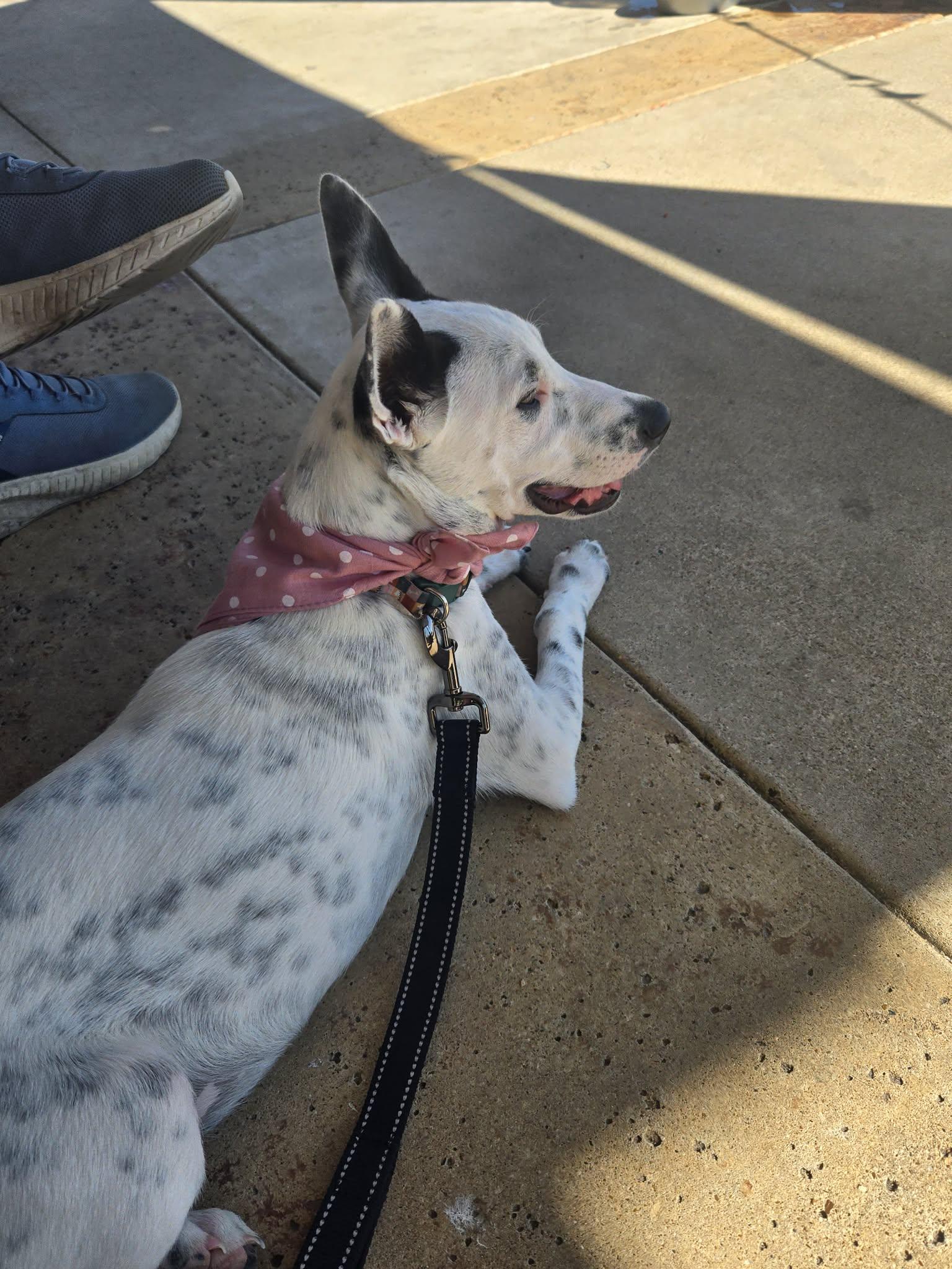 Enlarge Liberty, an adoption pending Cattle Dog in Temple, TX image 6/6