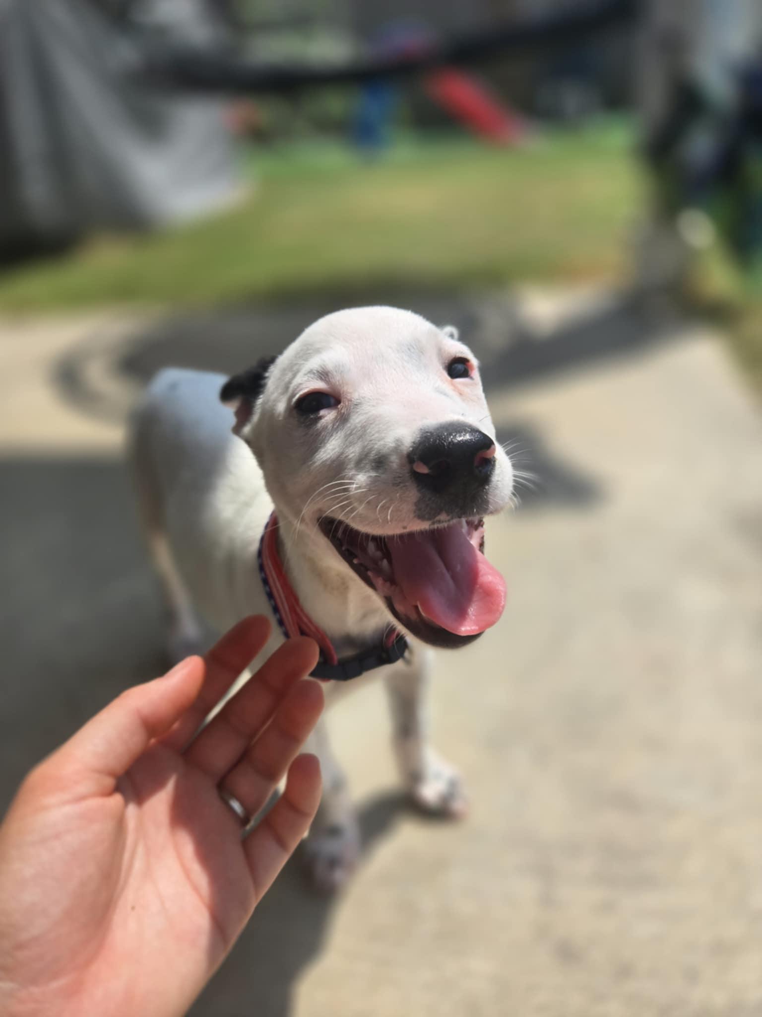 Liberty, a Adoptable Cattle Dog in Temple, TX image 4/6