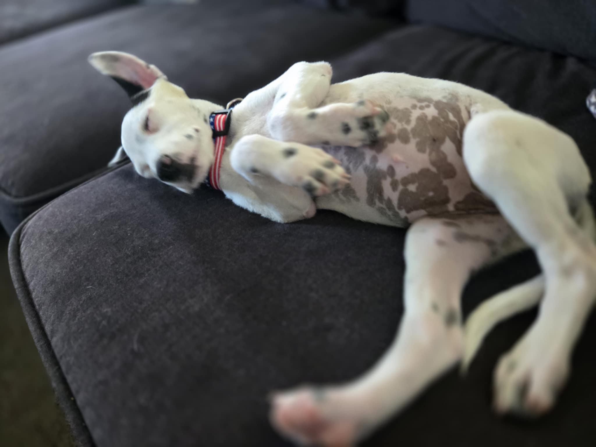 Liberty, a Adoptable Cattle Dog in Temple, TX image 5/6