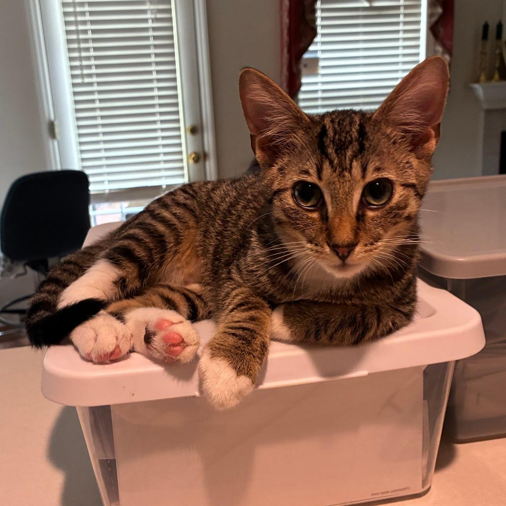 Chevy, Adoptable, Young Male Domestic Short Hair.