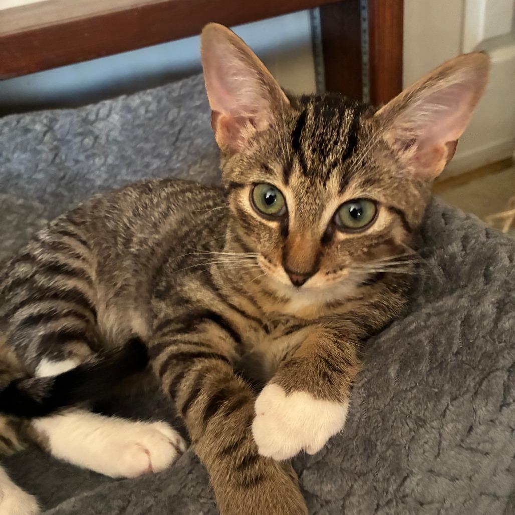 Chevy — thumbnail 2