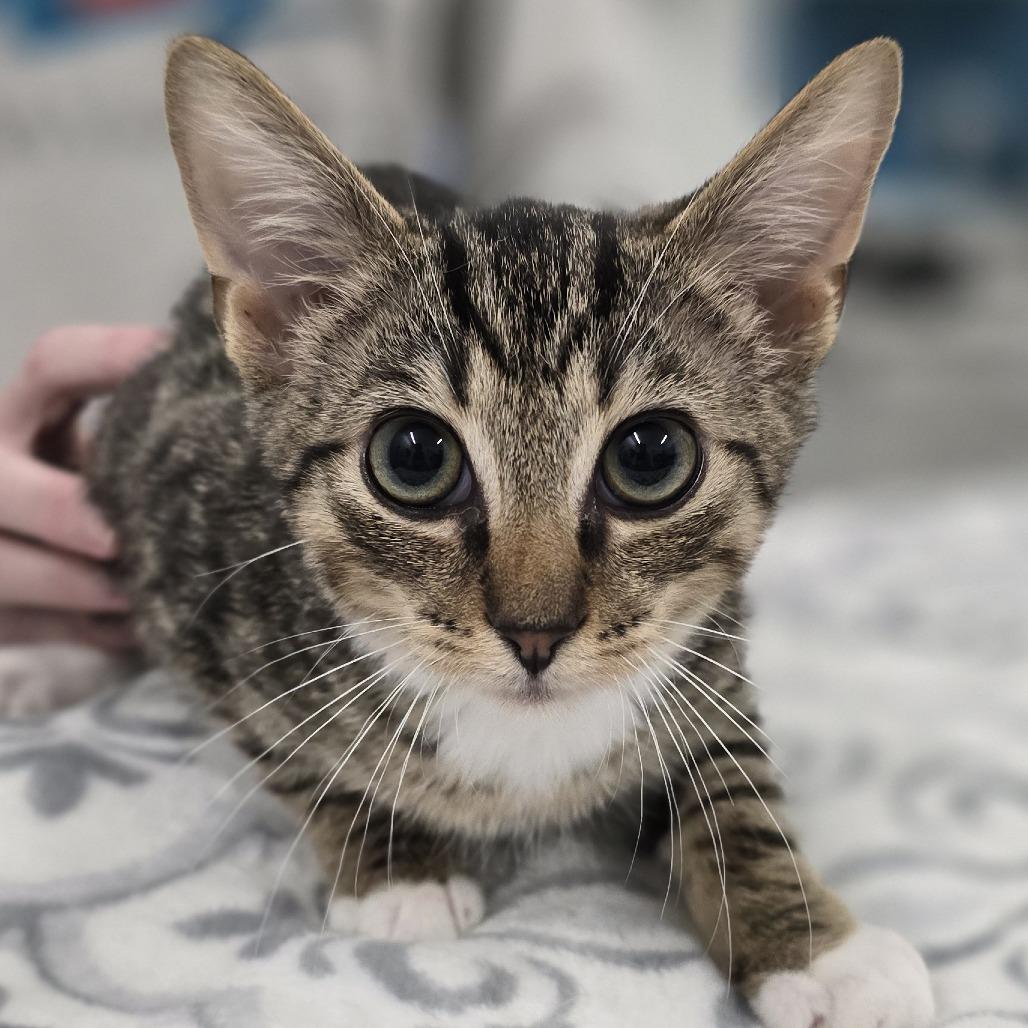 Chevy — thumbnail 3