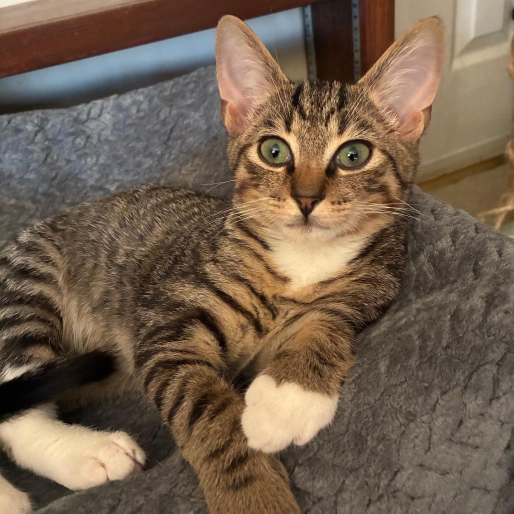 Chevy — thumbnail 4