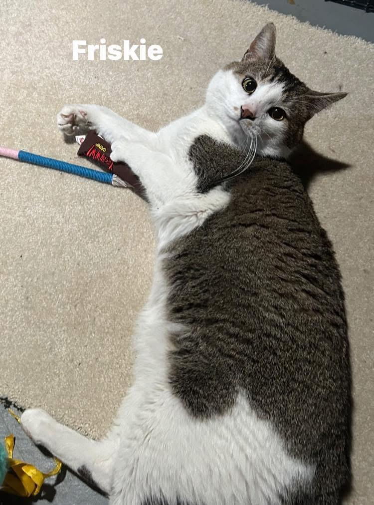 Enlarge Friskie, a ADOPTABLE Domestic Short Hair in Turnersville, NJ image 4/5