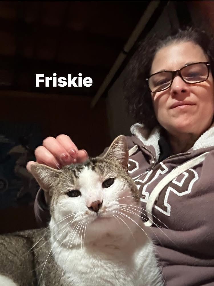 Enlarge Friskie, a ADOPTABLE Domestic Short Hair in Turnersville, NJ image 5/5