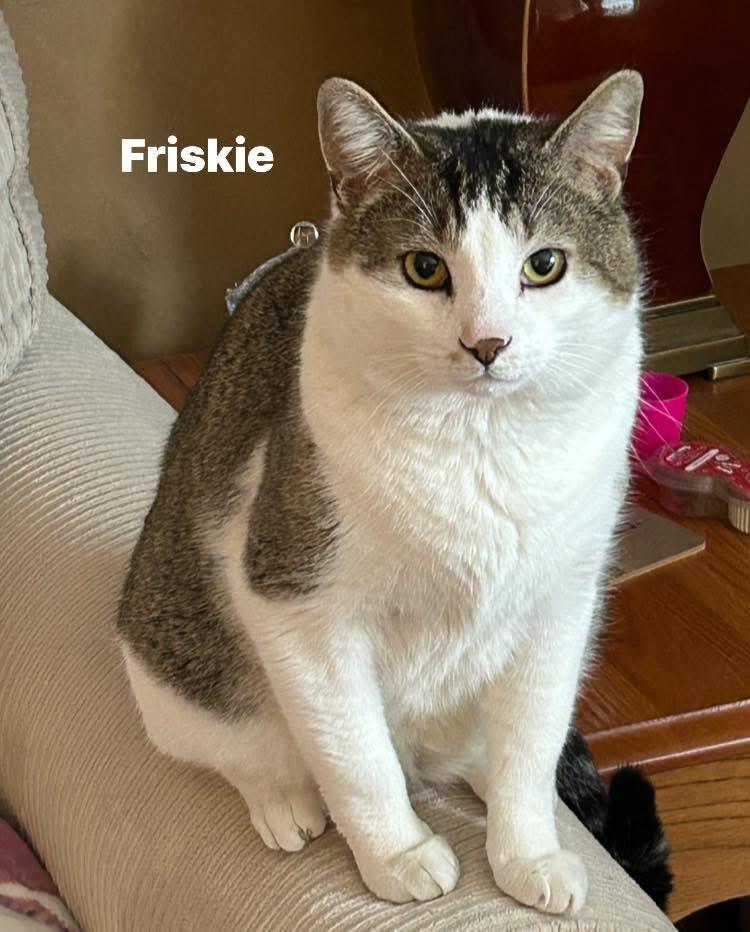 Enlarge Friskie, a ADOPTABLE Domestic Short Hair in Turnersville, NJ image 1/5