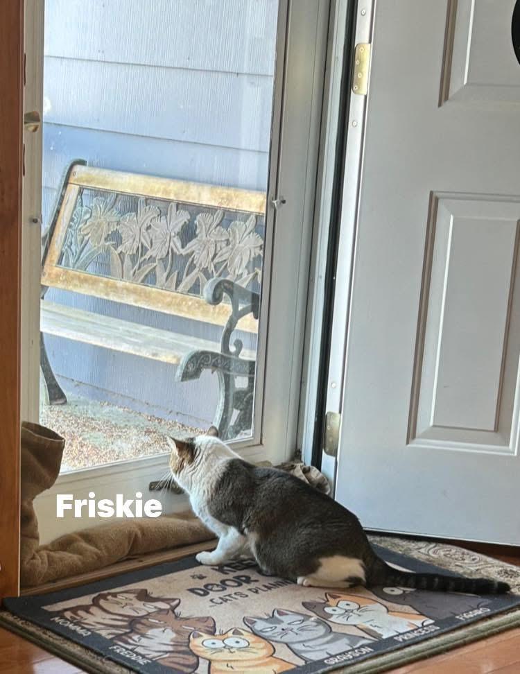 Enlarge Friskie, a ADOPTABLE Domestic Short Hair in Turnersville, NJ image 3/5