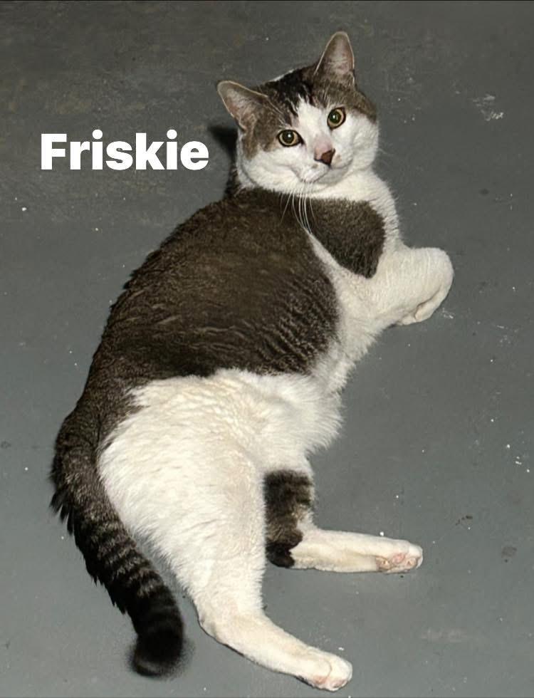 Enlarge Friskie, a ADOPTABLE Domestic Short Hair in Turnersville, NJ image 2/5