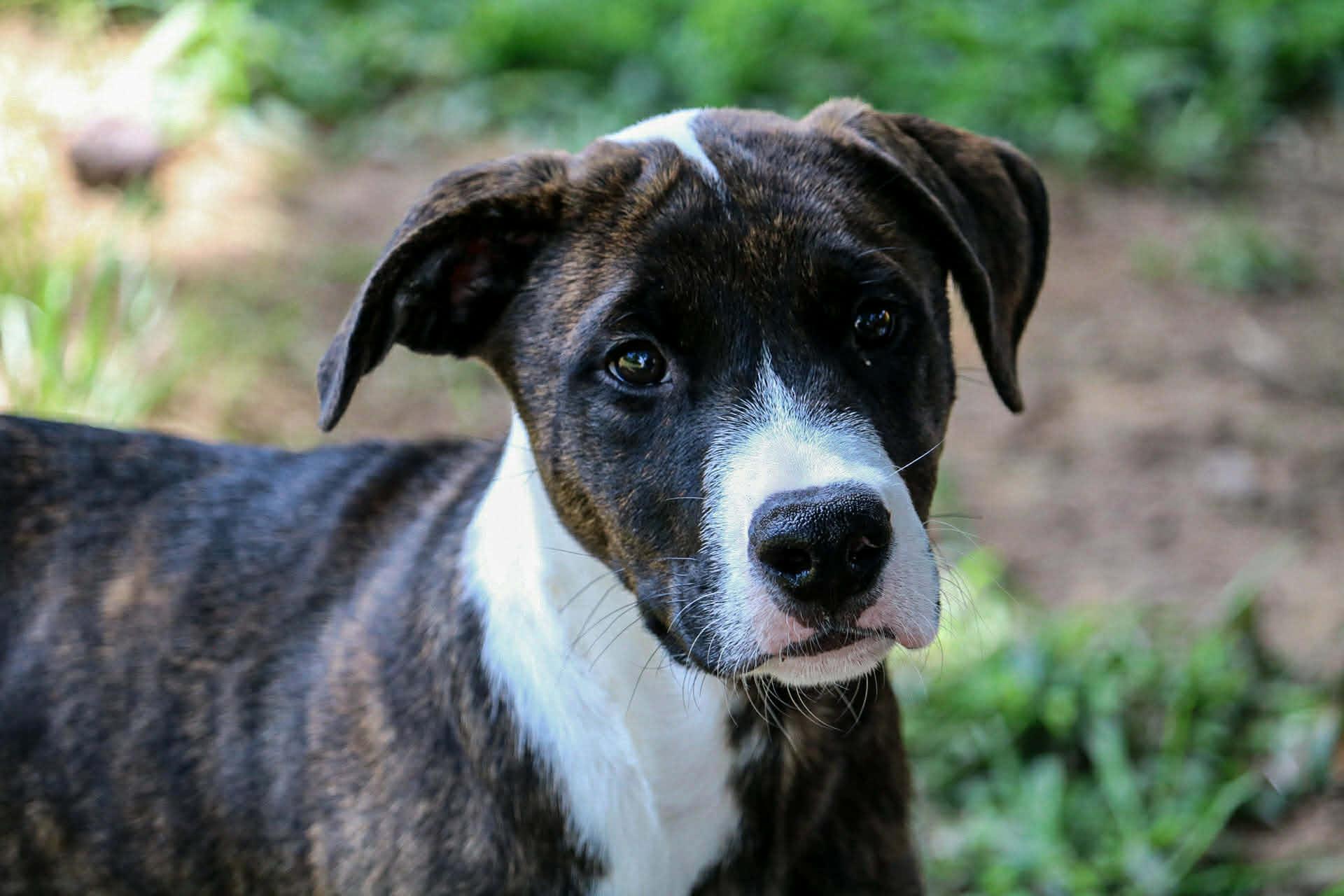 Dopey, a ADOPTABLE mixed breed in Okemah, OK image 1/2