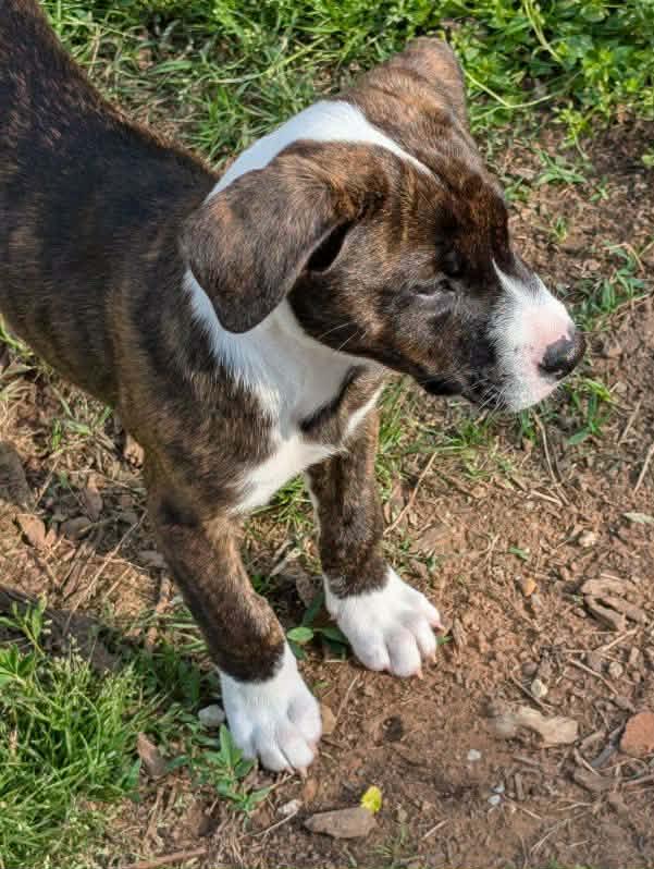 Dopey, a ADOPTABLE mixed breed in Okemah, OK image 2/2