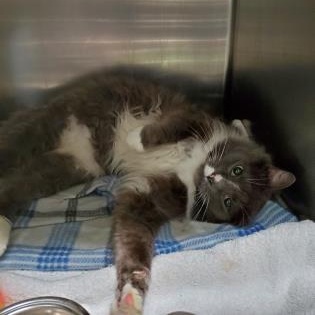 Enlarge Moose, an adopted Domestic Long Hair in Worcester, MA image 2/2