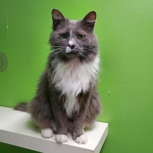 Enlarge Moose, an adopted Domestic Long Hair in Worcester, MA image 1/2