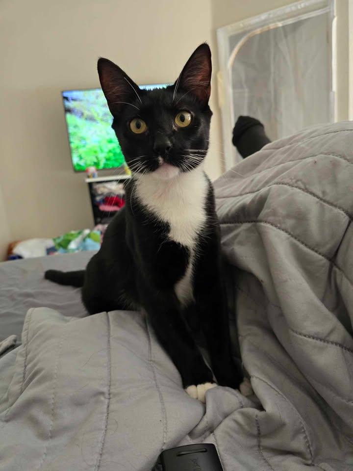 Oreo, Baby Male Domestic Short Hair