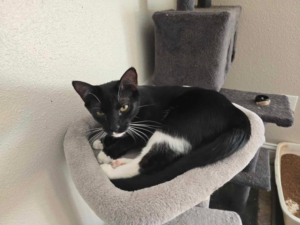 Oreo photo 4