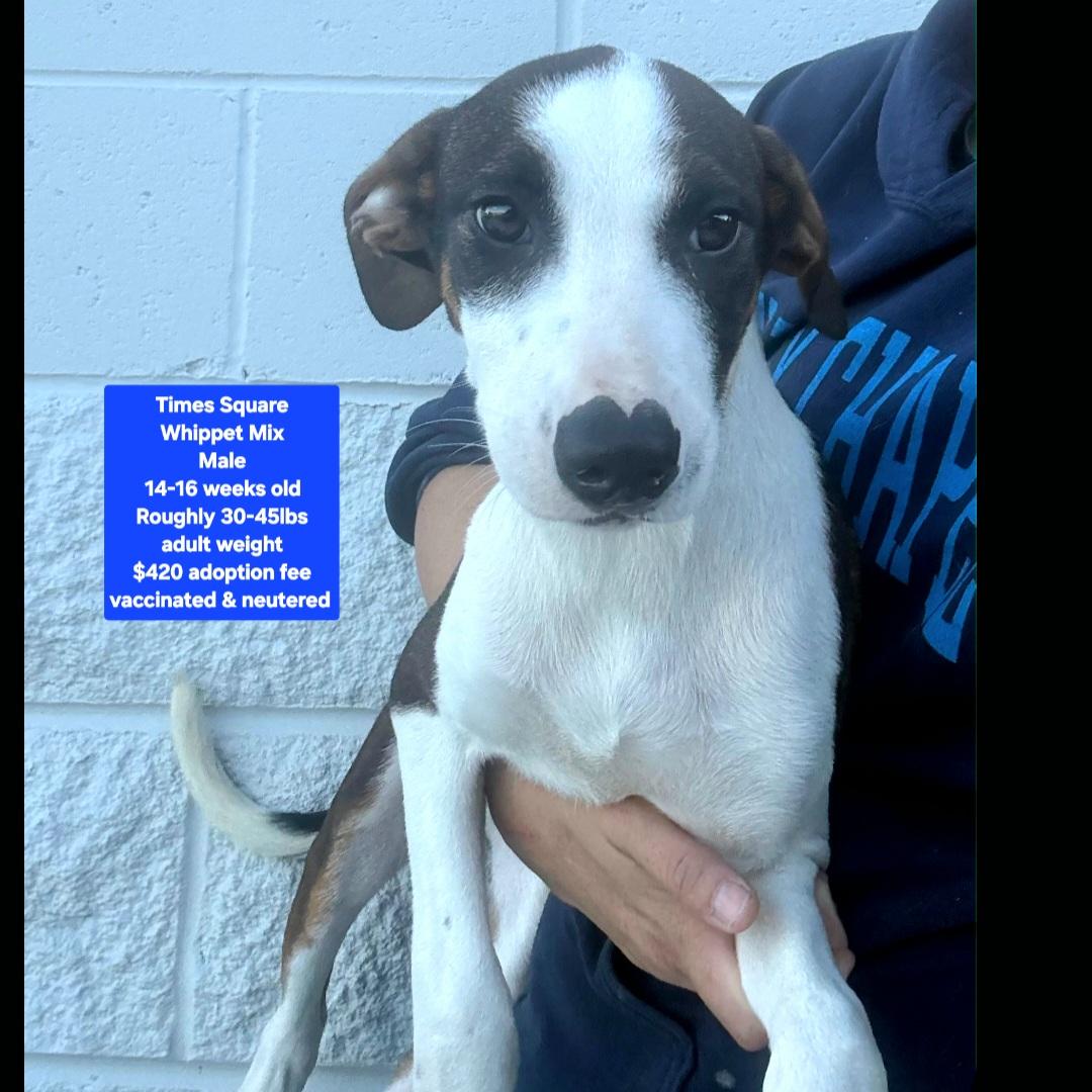 Enlarge Times Square, a ADOPTABLE mixed breed in Oviedo, FL image 1/1