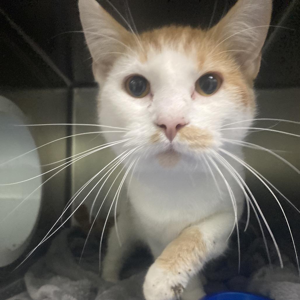 Enlarge Jasper, a Adoptable Domestic Short Hair in Canastota, NY image 1/1