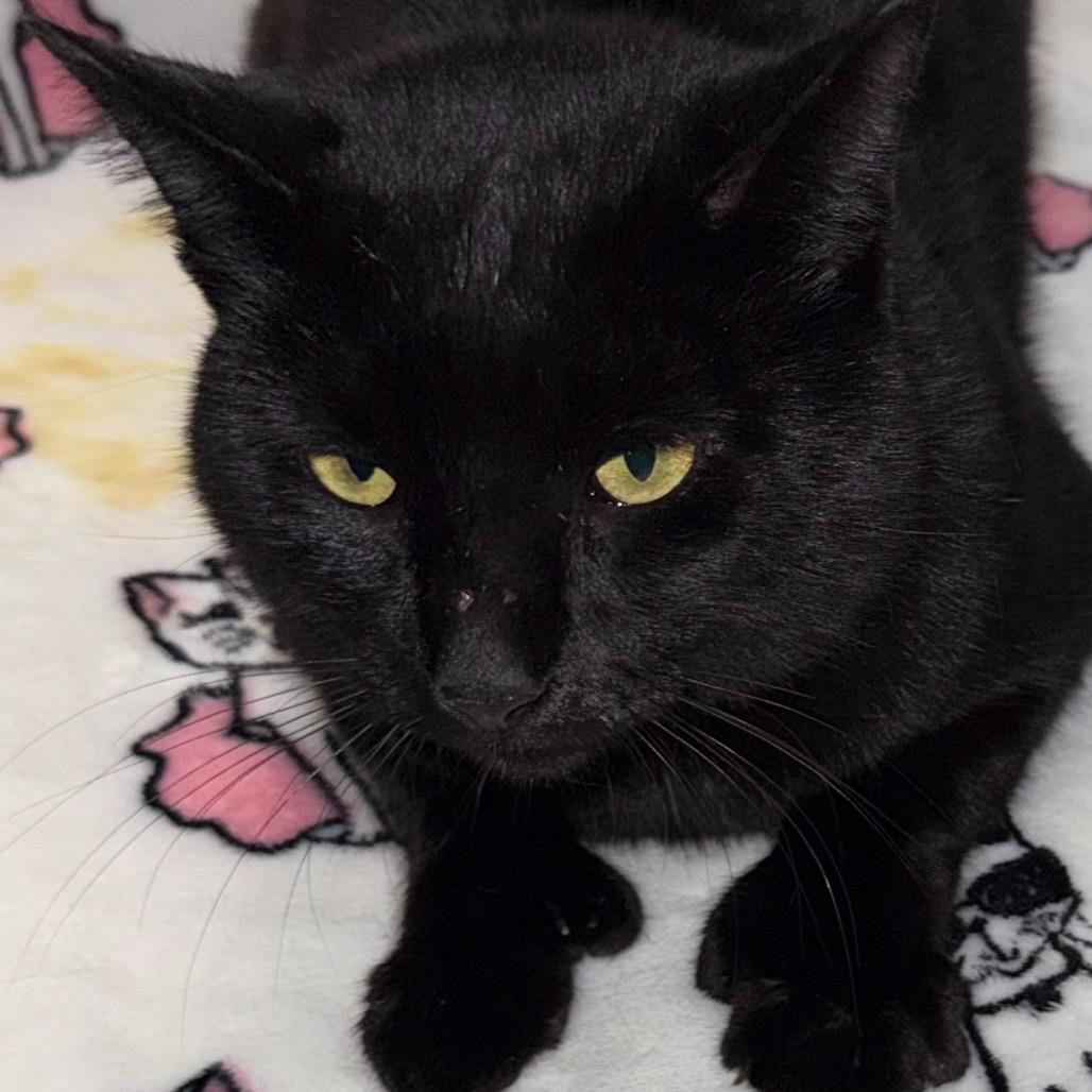 Anson, Adoptable, Adult Male Extra-Toes Cat / Hemingway Polydactyl.