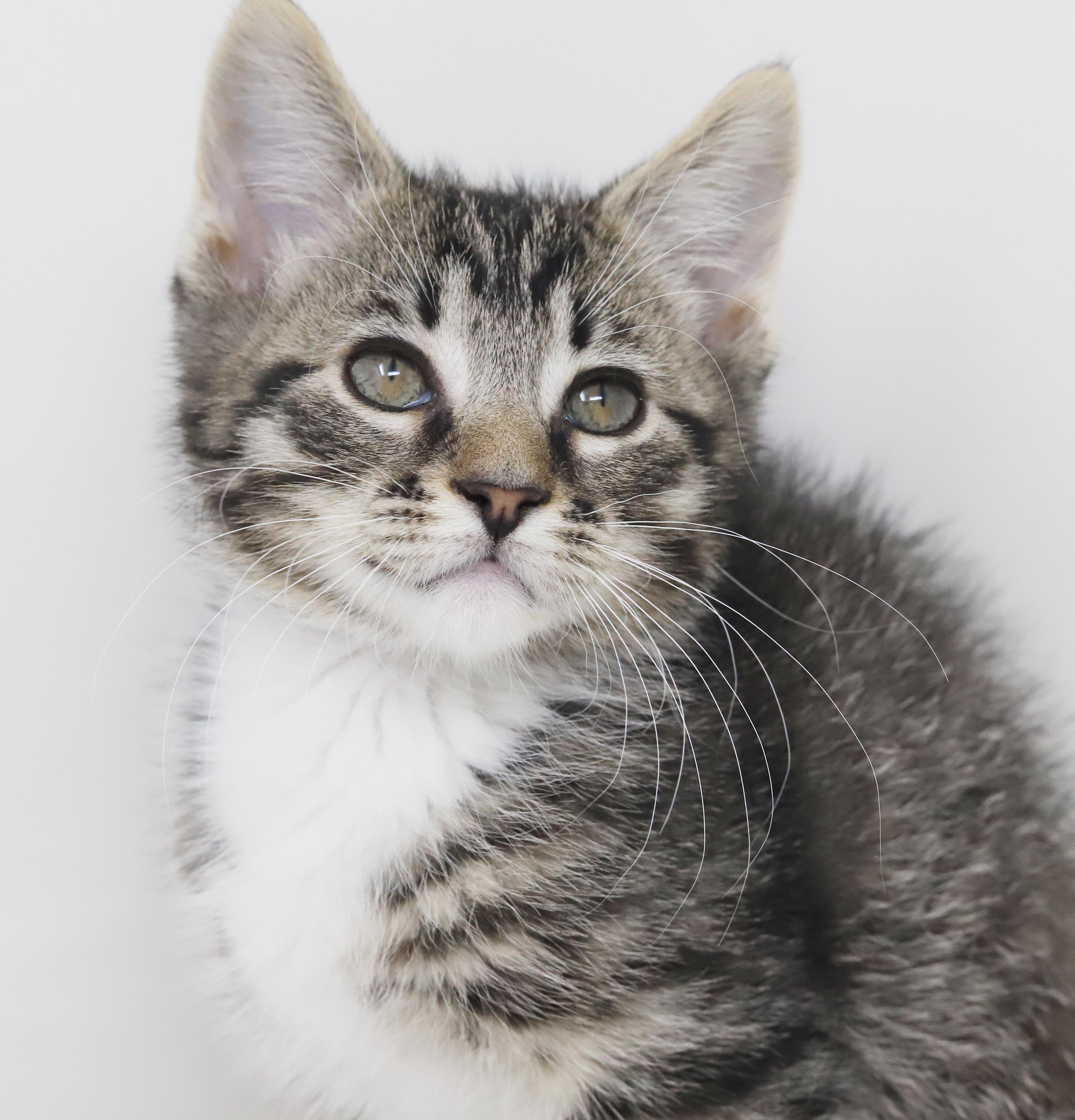 Enlarge Greyson and Grant - WOW therapy sweet tiny floofs!, an adopted mixed breed in Bedford Hills, NY image 4/6