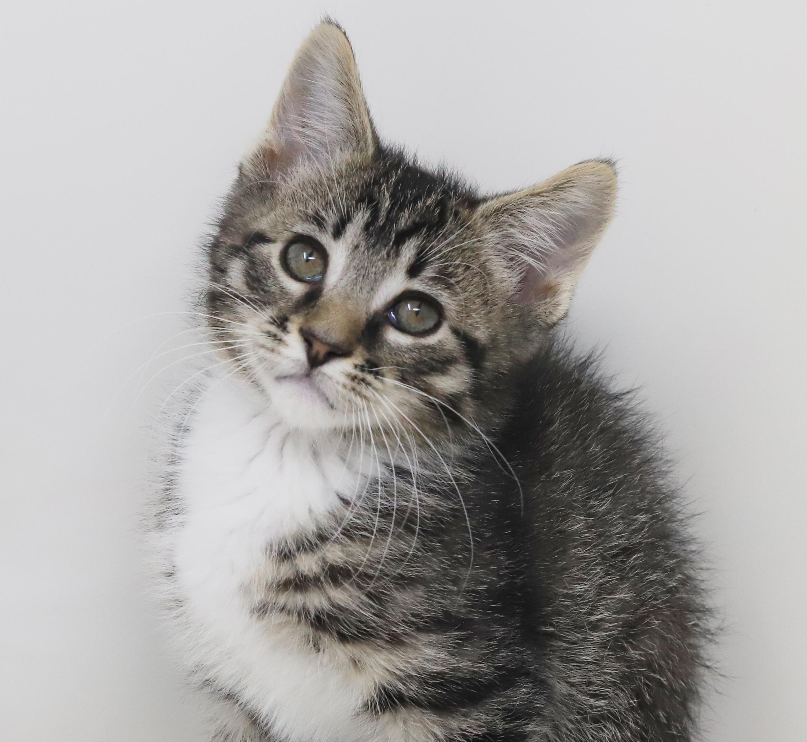 Enlarge Greyson and Grant - WOW therapy sweet tiny floofs!, an adopted mixed breed in Bedford Hills, NY image 6/6