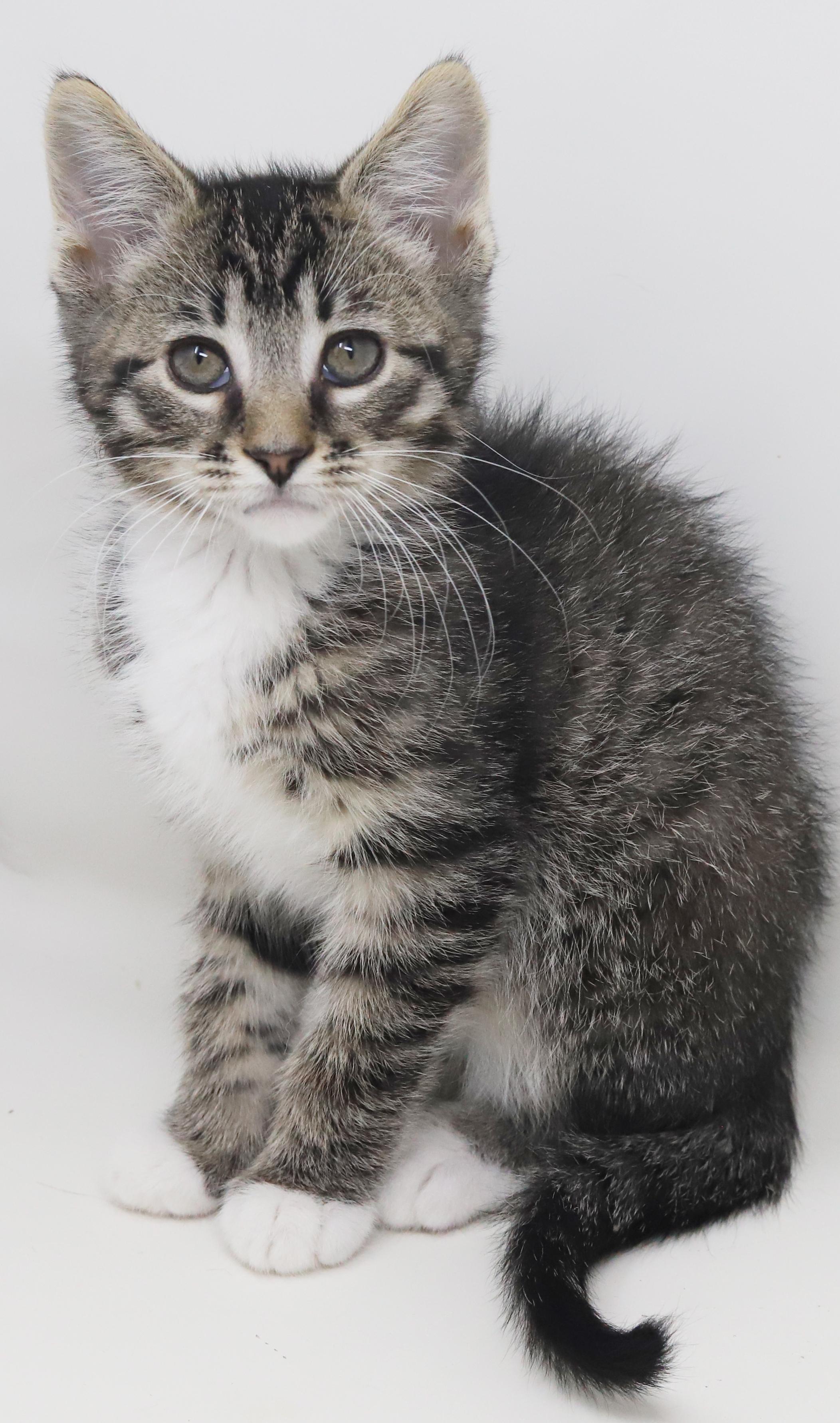 Enlarge Greyson and Grant - WOW therapy sweet tiny floofs!, an adopted mixed breed in Bedford Hills, NY image 2/6