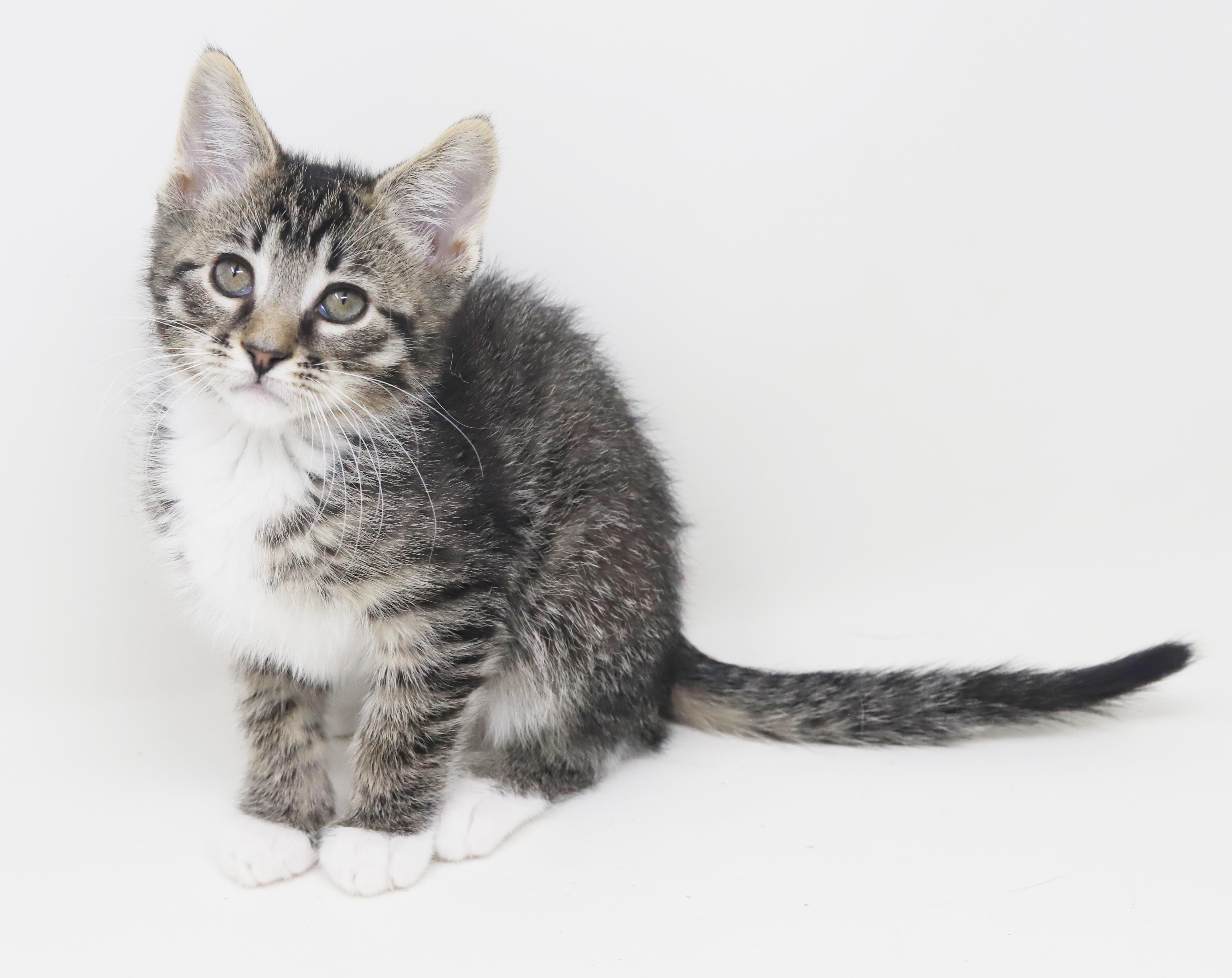 Enlarge Greyson and Grant - WOW therapy sweet tiny floofs!, an adopted mixed breed in Bedford Hills, NY image 3/6